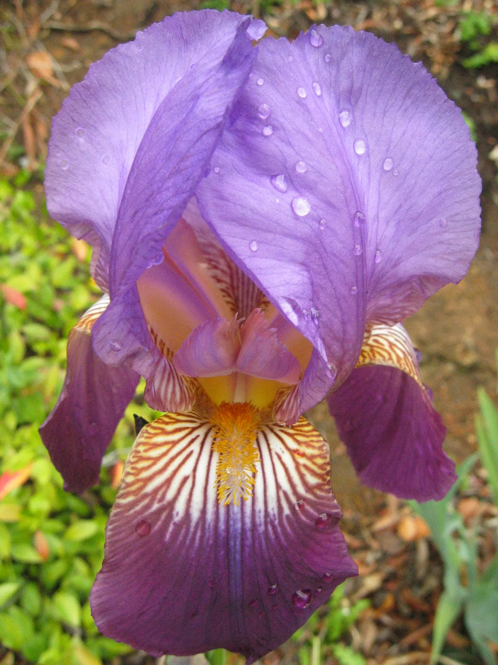 Bearded Iris (Iris X Germanica Hybrids) — Blooming in late spring, they provide a stunning focal point; although consistent moisture is important, image 121