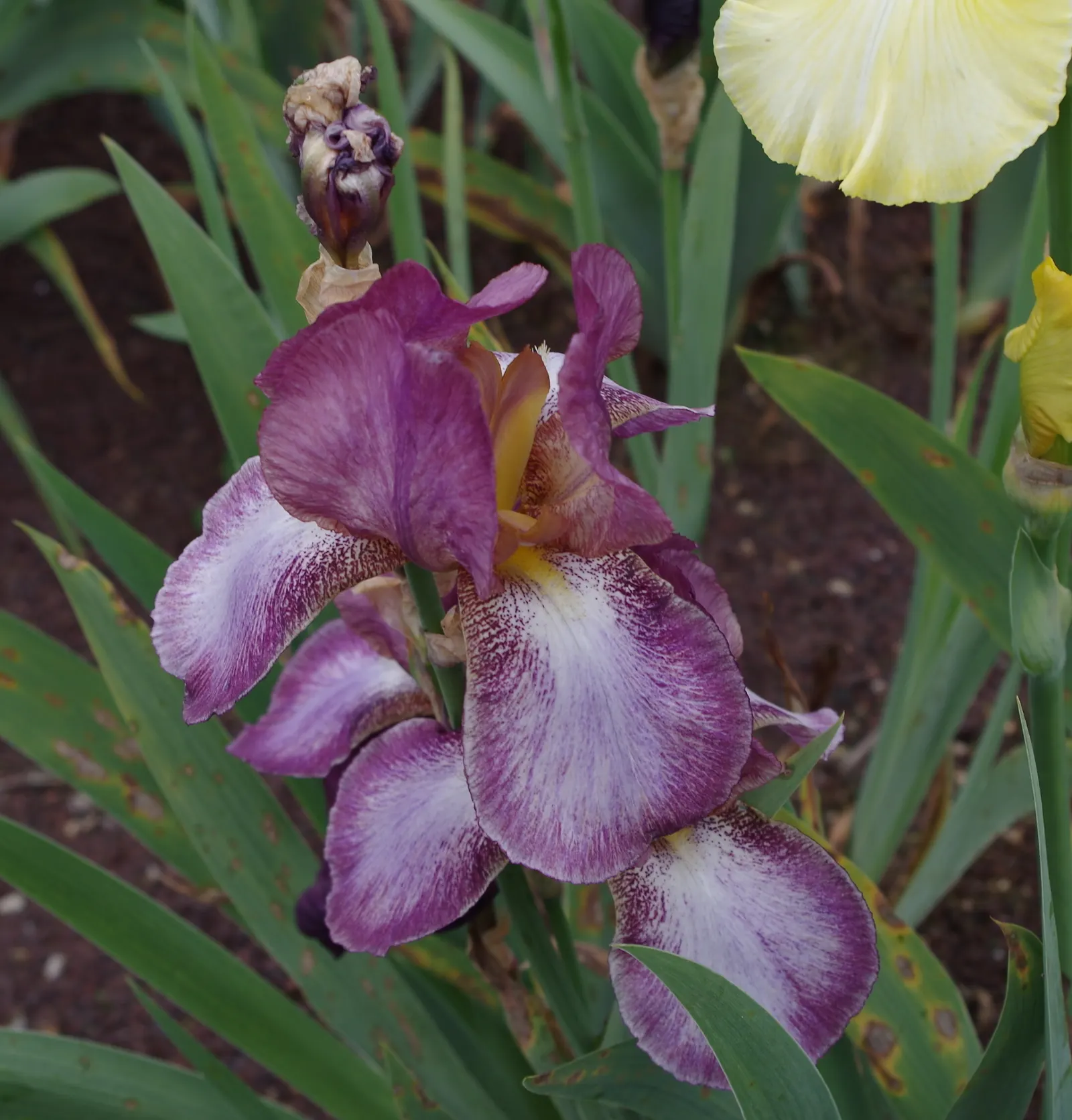 Bearded Iris (Iris X Germanica Hybrids) — <br><br>Bearded Irises are also relatively drought-tolerant once established; the Bearded Iris flourishes, image 176