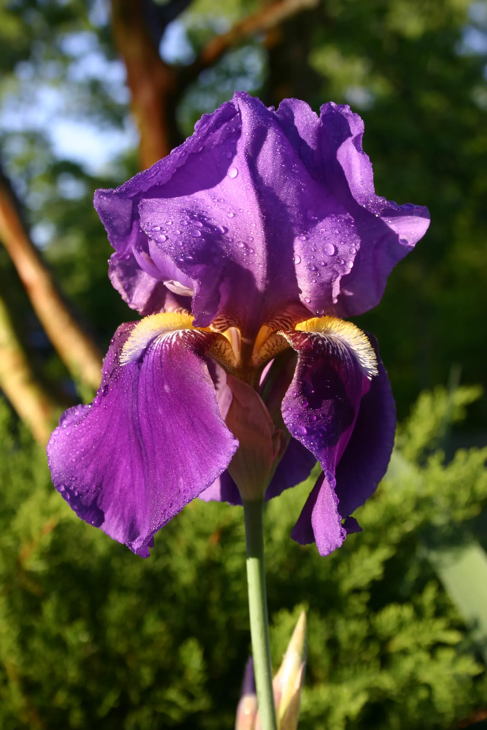Bearded Iris (Iris X Germanica Hybrids) — This perennial features lush; requiring a minimum of six hours of direct sunlight a day to bloom profusely, image 186