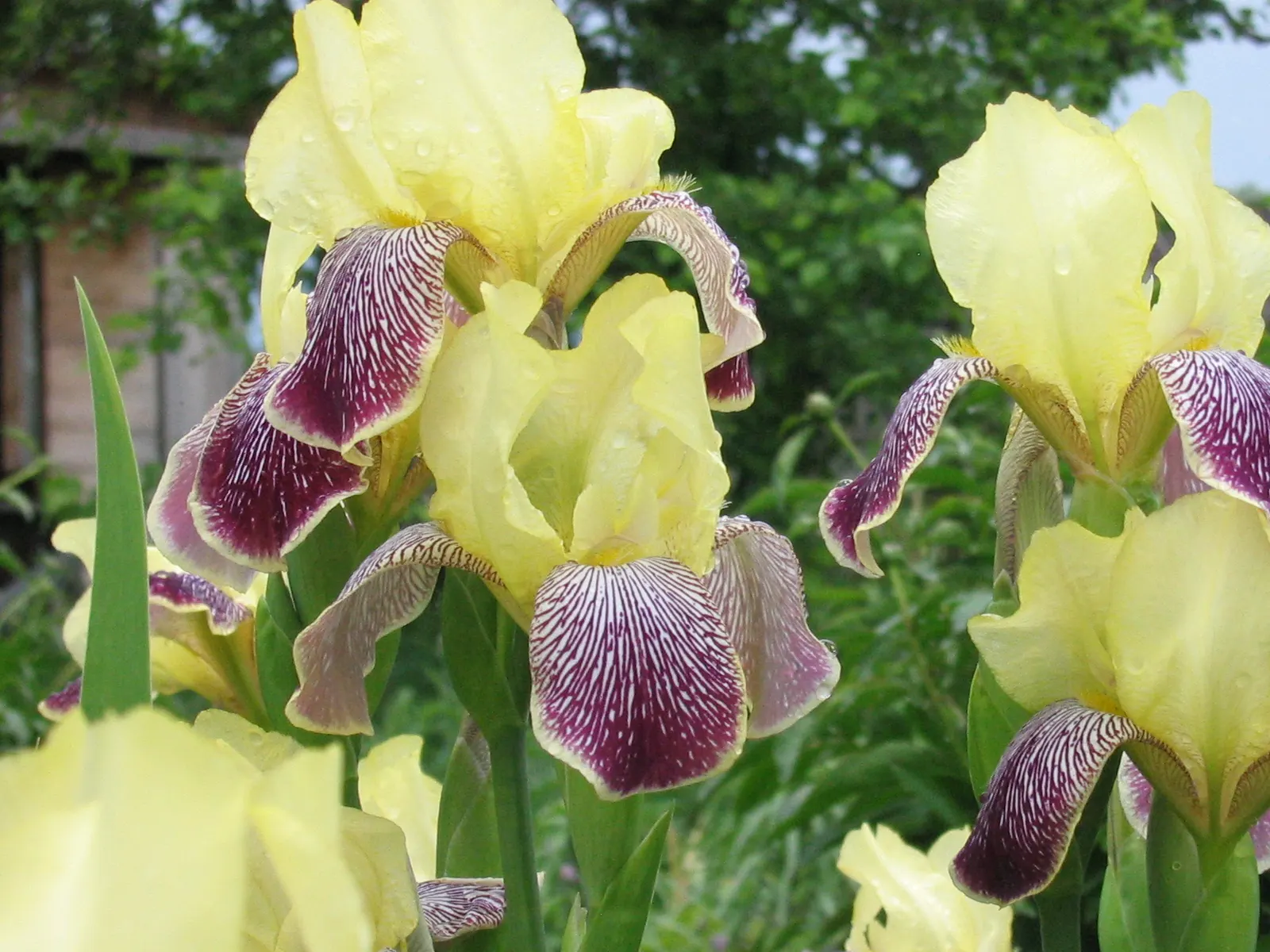 Bearded Iris (Iris X Germanica Hybrids) — sword-like foliage and elaborate; with some varieties offering a secondary bloom in late summer to fall