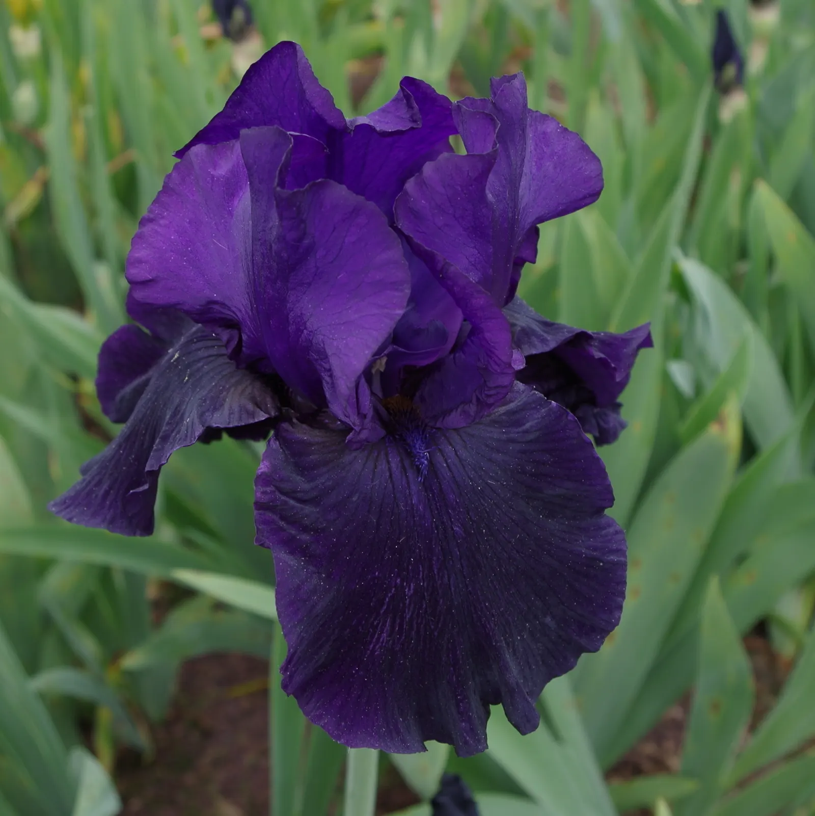 Bearded Iris (Iris X Germanica Hybrids) — ruffled flowers that span up to 6 inches across; this perennial features lush, image 165
