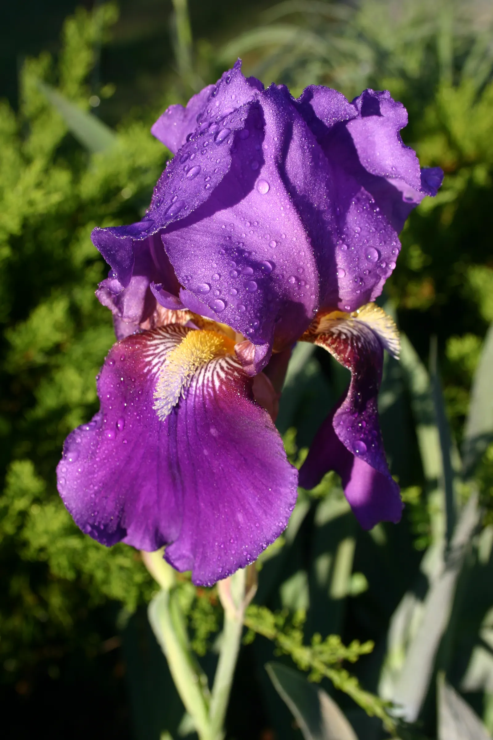 Bearded Iris (Iris X Germanica Hybrids) — <br><br>Bearded Irises are also relatively drought-tolerant once established; the Bearded Iris flourishes, image 199