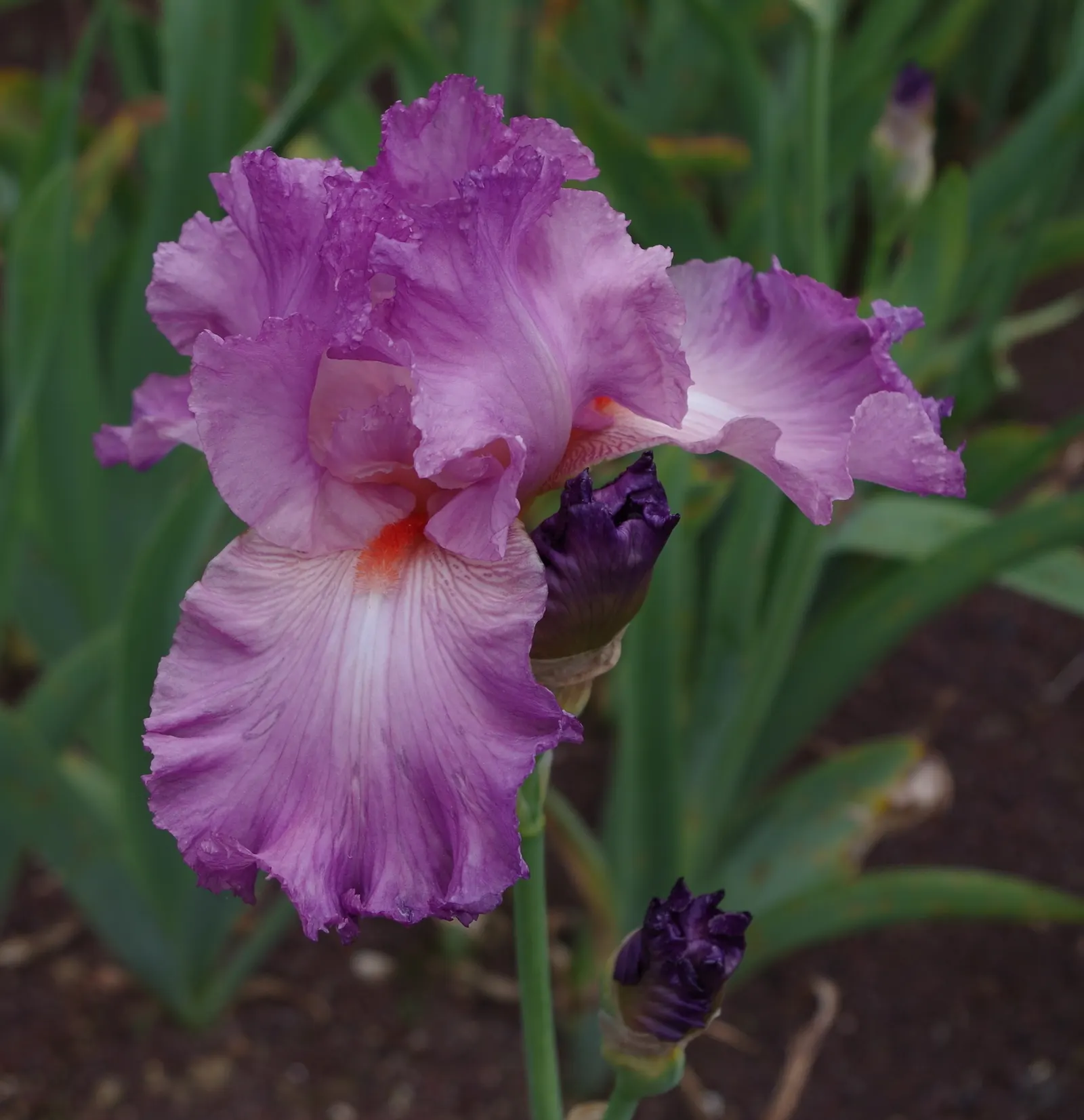 Bearded Iris (Iris X Germanica Hybrids) — requiring a minimum of six hours of direct sunlight a day to bloom profusely; available in a wide color, image 126