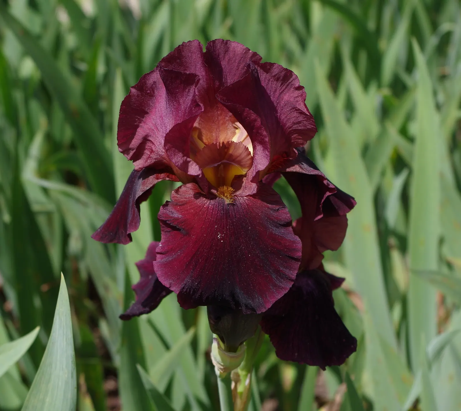 Bearded Iris (Iris X Germanica Hybrids) — requiring a minimum of six hours of direct sunlight a day to bloom profusely; available in a wide color, image 80