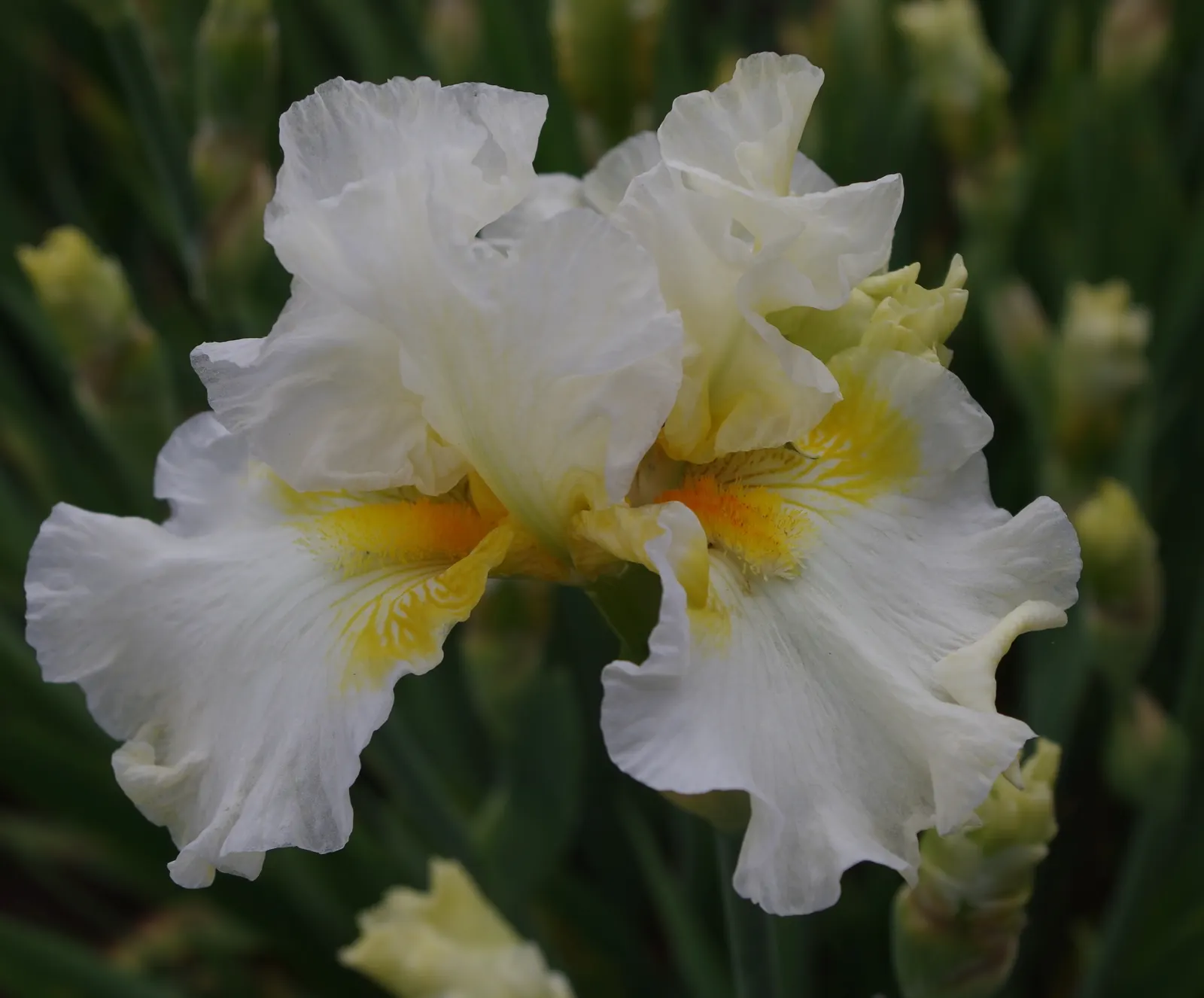 Bearded Iris (Iris X Germanica Hybrids) — sword-like foliage and elaborate; with some varieties offering a secondary bloom in late summer to fall, image 164