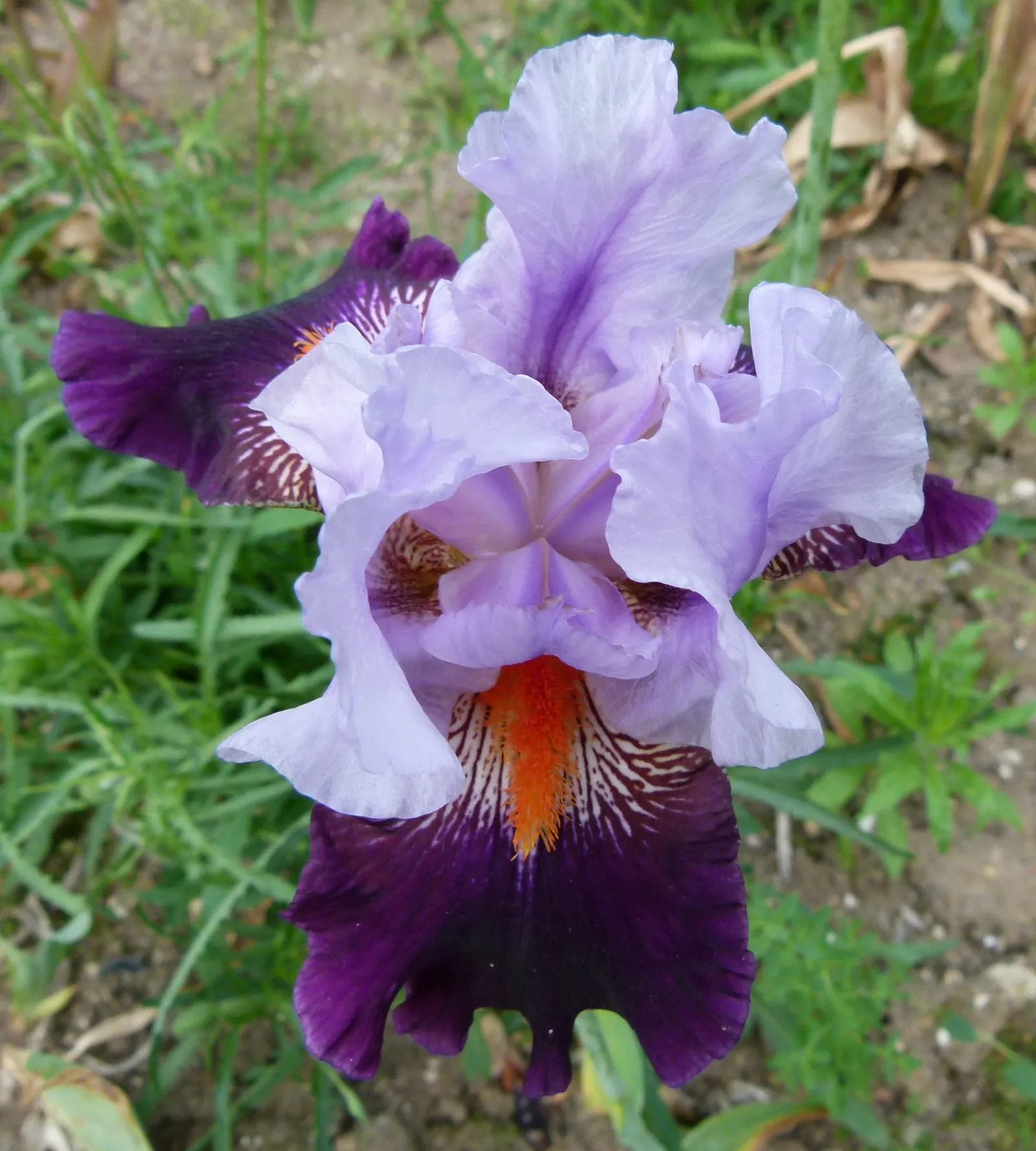 Bearded Iris (Iris X Germanica Hybrids) — Available in a wide color palette, they thrive in full sun to partial shade in well-drained soil, image 166