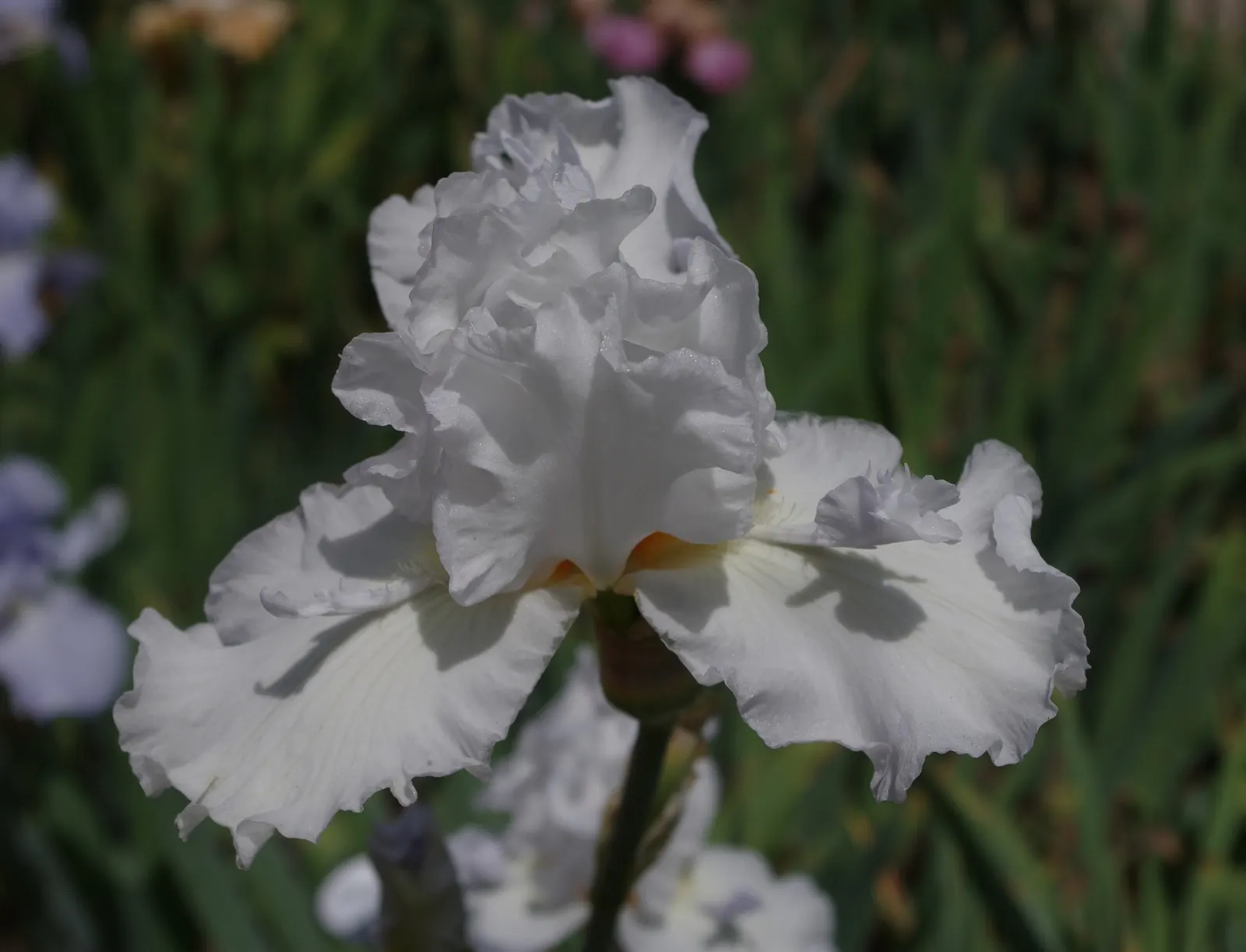 Bearded Iris (Iris X Germanica Hybrids) — the Bearded Iris flourishes in full sun exposure; yellow flowers in the garden, image 56