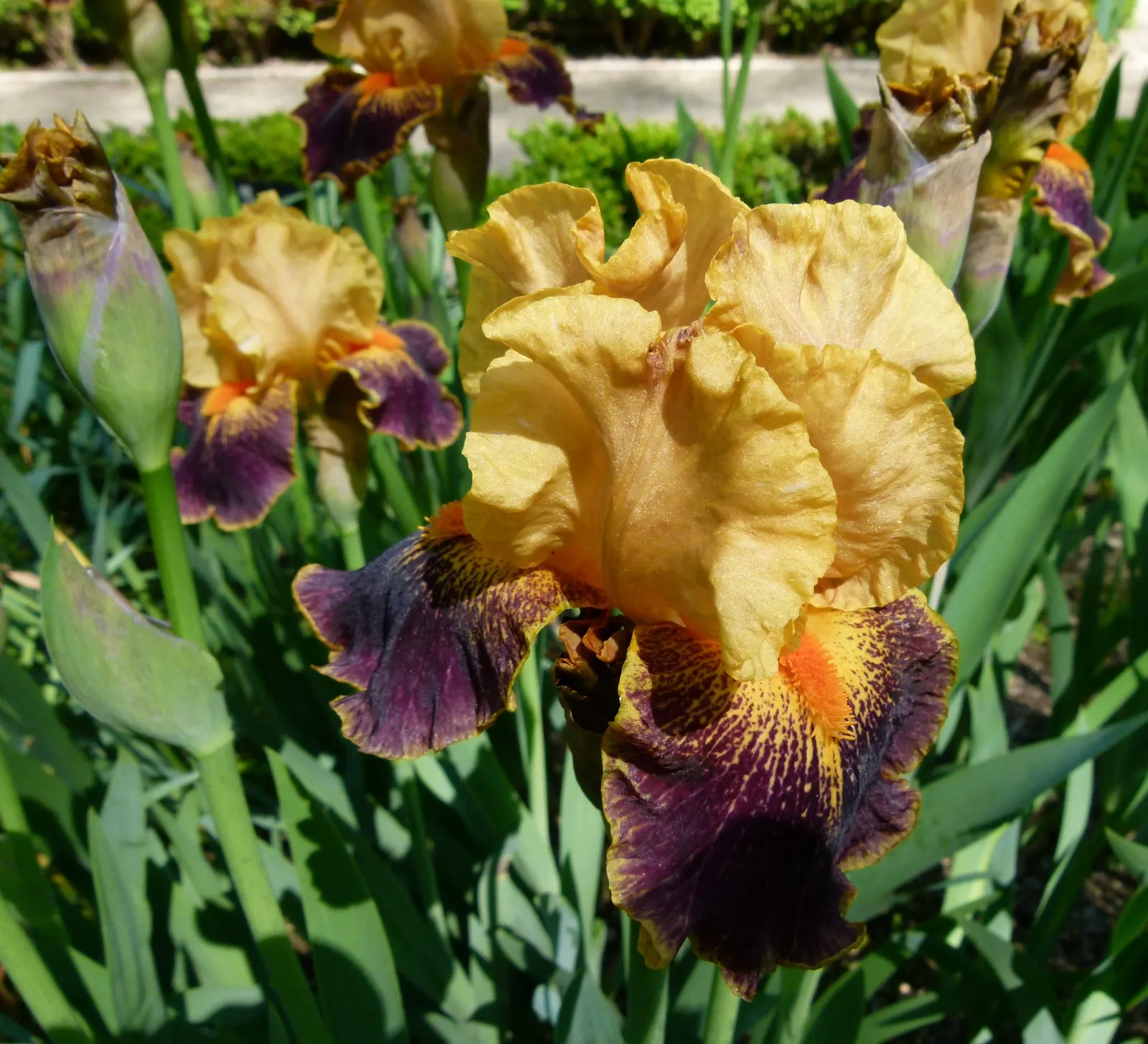 Bearded Iris (Iris X Germanica Hybrids) — Available in a wide color palette, they thrive in full sun to partial shade in well-drained soil, image 97