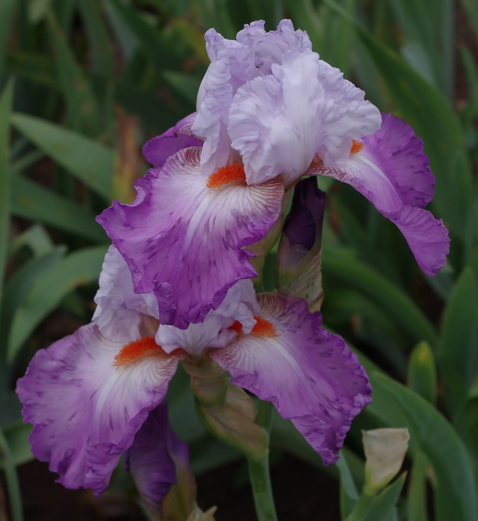 Bearded Iris (Iris X Germanica Hybrids) — Zones 3-9 are ideal for cultivation