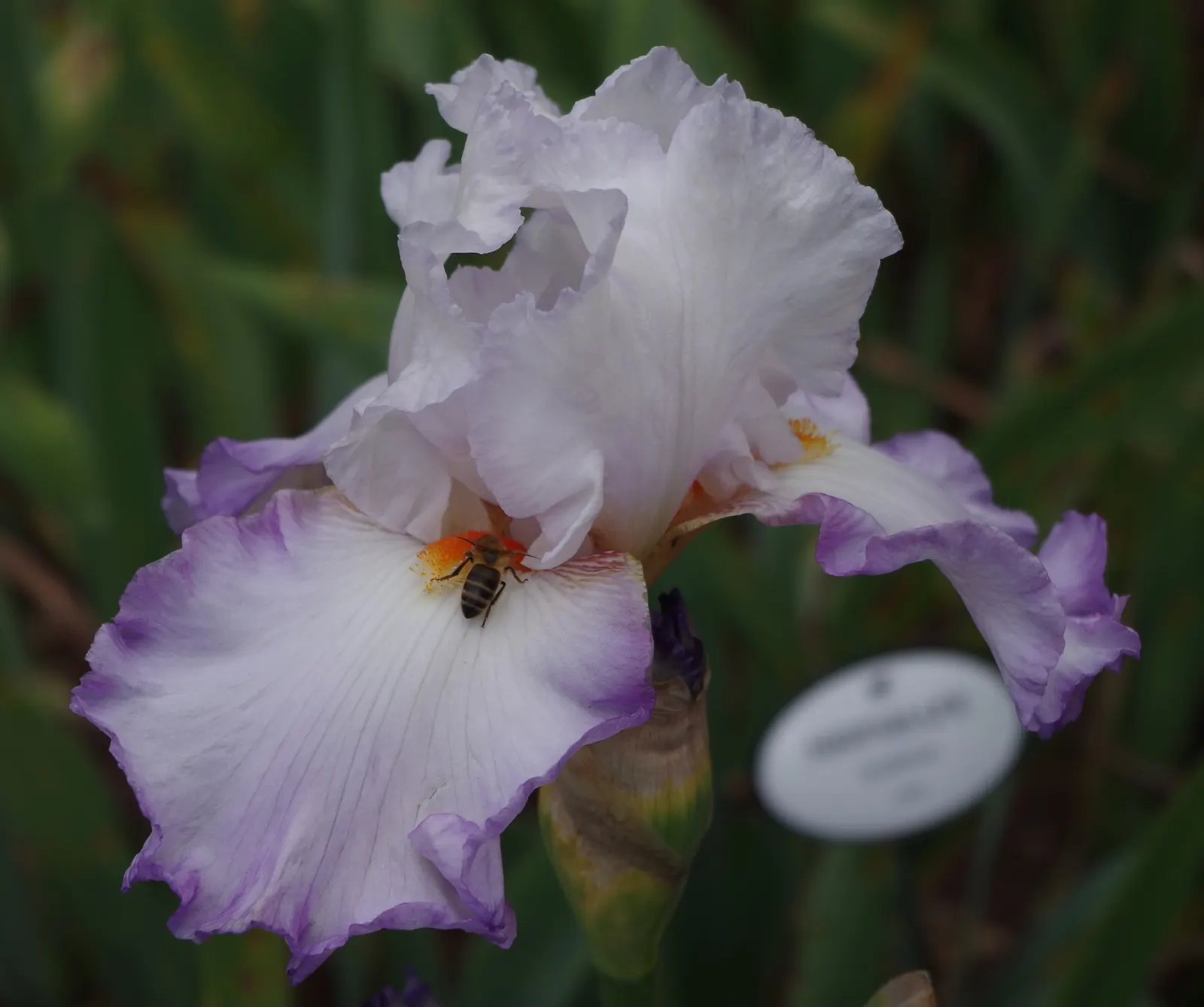 Bearded Iris (Iris X Germanica Hybrids) — ruffled flowers that span up to 6 inches across; this perennial features lush, image 188