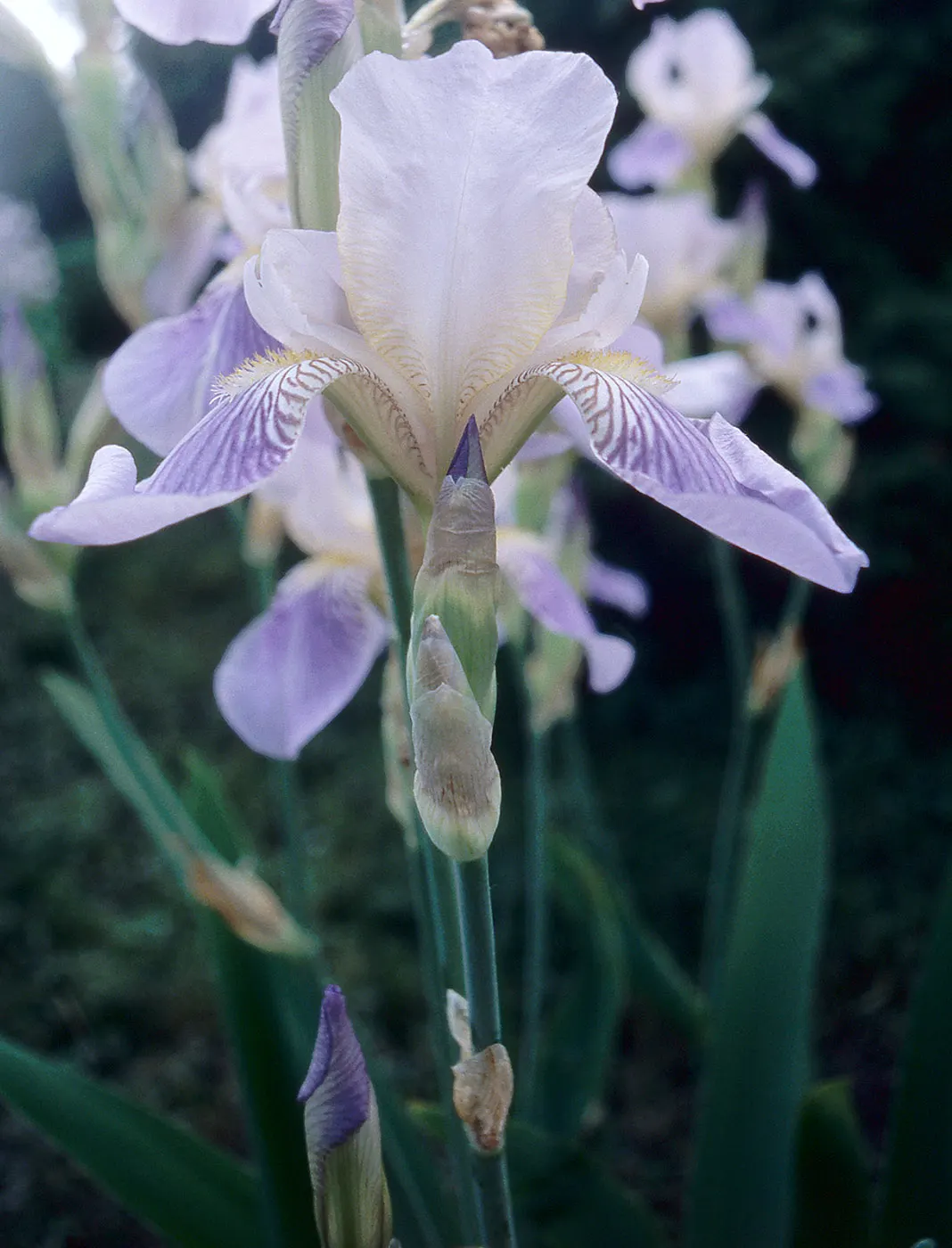 Bearded Iris (Iris X Germanica Hybrids) — They bloom mainly in late spring to early summer; bearded Iris (Iris x germanica Hybrids) graces gardens, image 109