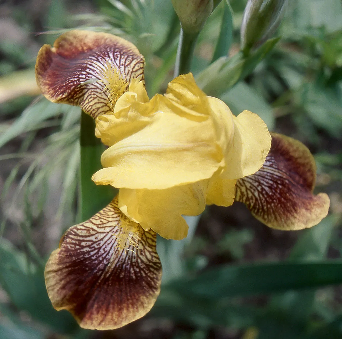 Bearded Iris (Iris X Germanica Hybrids) — the Bearded Iris flourishes in full sun exposure
