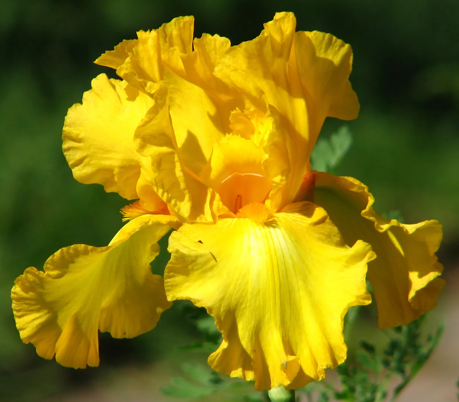 Bearded Iris (Iris X Germanica Hybrids) — Blooming in late spring, they provide a stunning focal point; although consistent moisture is important, image 144