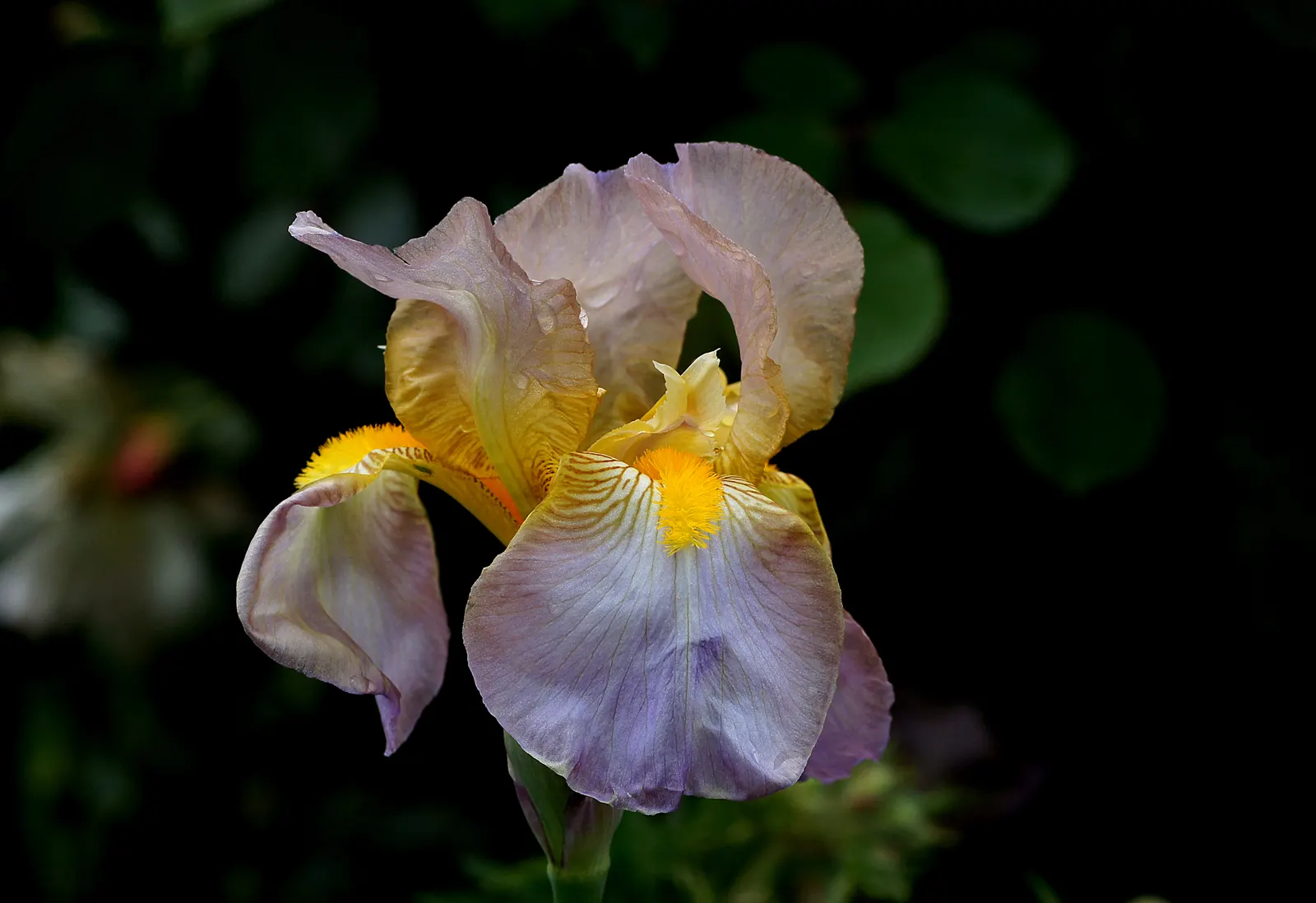 Bearded Iris (Iris X Germanica Hybrids) — Zones 3-9 are ideal for cultivation; perennial for full or half, image 53