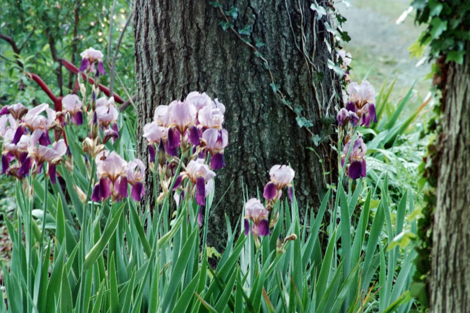 Bearded Iris (Iris X Germanica Hybrids) — Zones 3-9 are ideal for cultivation; perennial for full or half, image 145