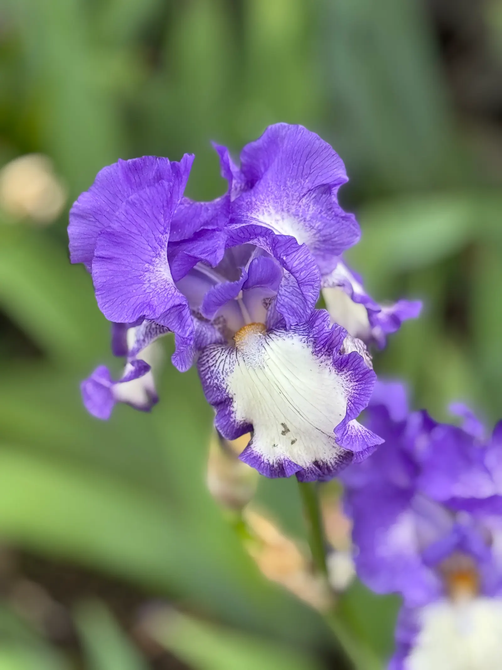 Bearded Iris (Iris X Germanica Hybrids) — Available in a wide color palette, they thrive in full sun to partial shade in well-drained soil; transcending into
