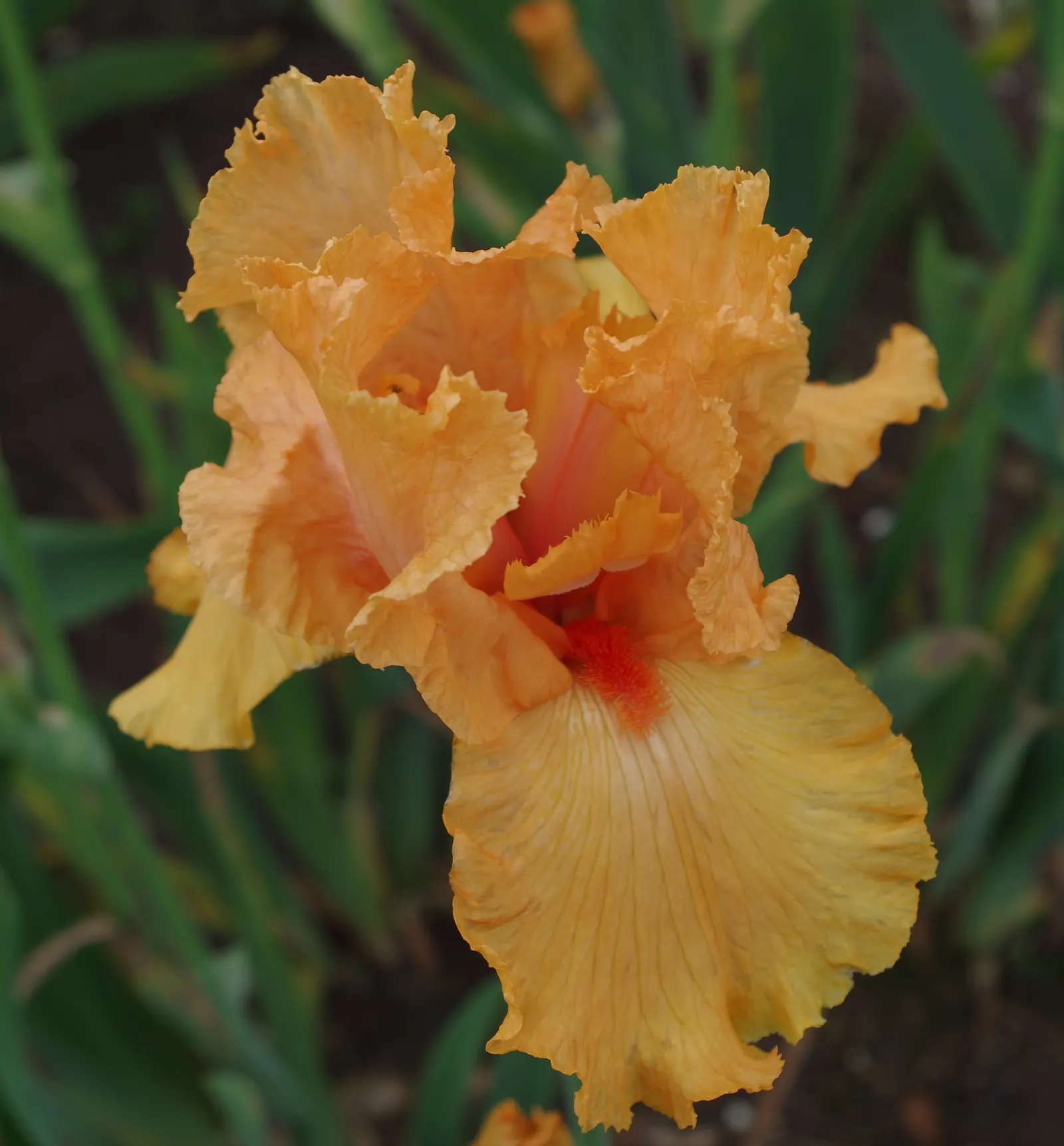 Bearded Iris (Iris X Germanica Hybrids) — known as "rebloomers."<br><br>When integrating into a landscape design; <br><br>Bearded Irises are also, image 111