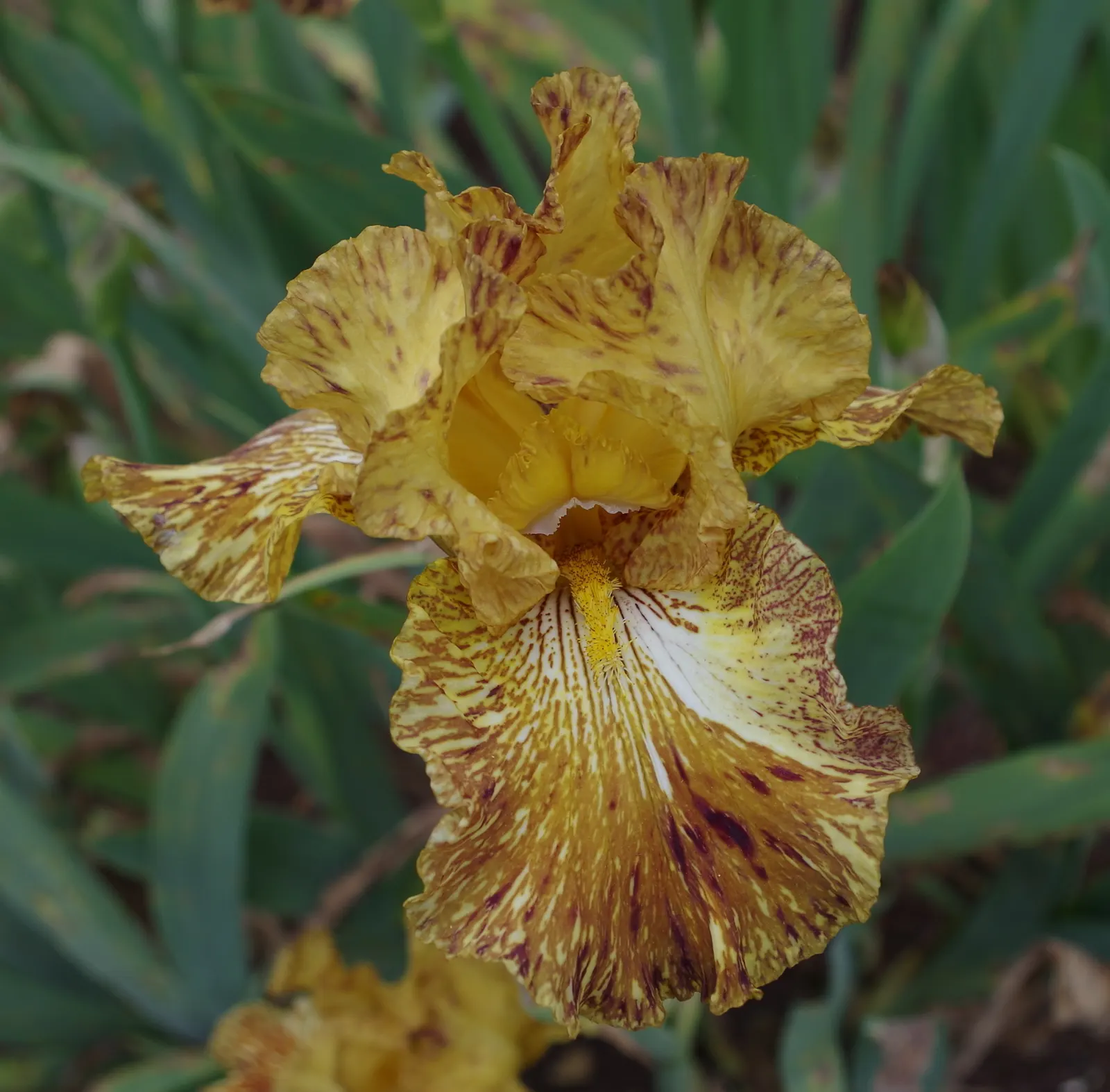 Bearded Iris (Iris X Germanica Hybrids) — Growing to heights of roughly 18 to 36 inches with a spread up to 24 inches; known as, image 82