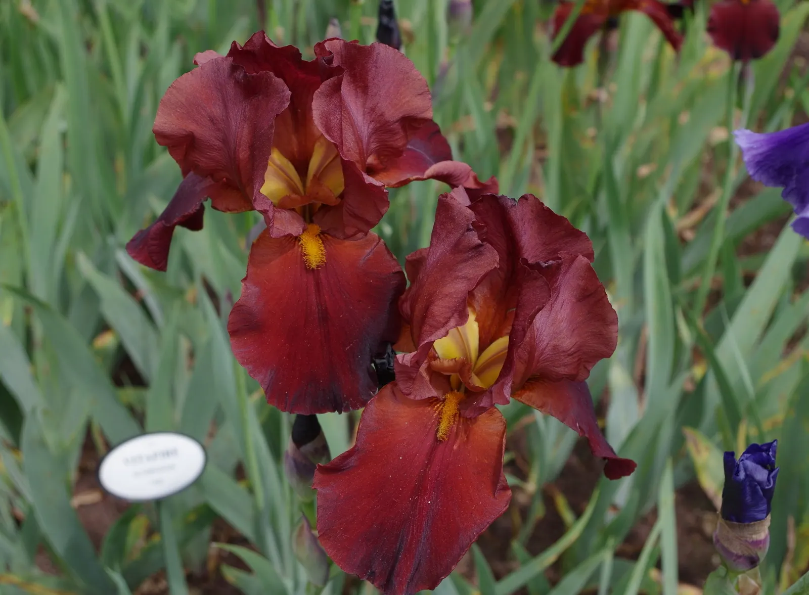 Bearded Iris (Iris X Germanica Hybrids) — Bearded Iris (Iris x germanica Hybrids) graces gardens with its striking blooms atop 18-36 inch tall, image 47