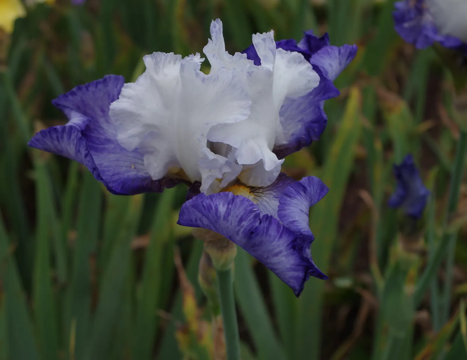 Bearded Iris (Iris X Germanica Hybrids) — Blooming in late spring, they provide a stunning focal point; although consistent moisture is important during the