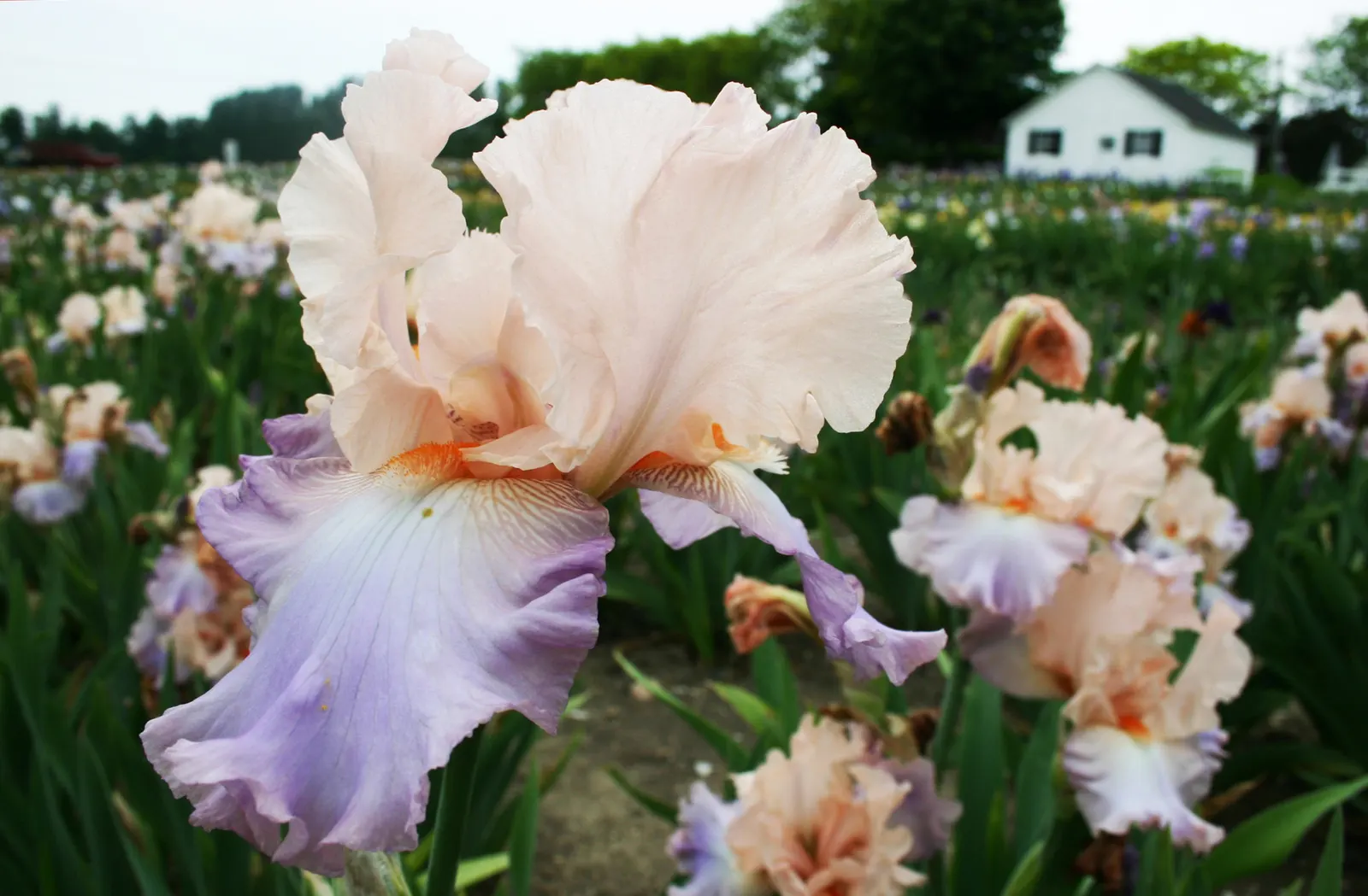 Bearded Iris (Iris X Germanica Hybrids) — known as "rebloomers."<br><br>When integrating into a landscape design