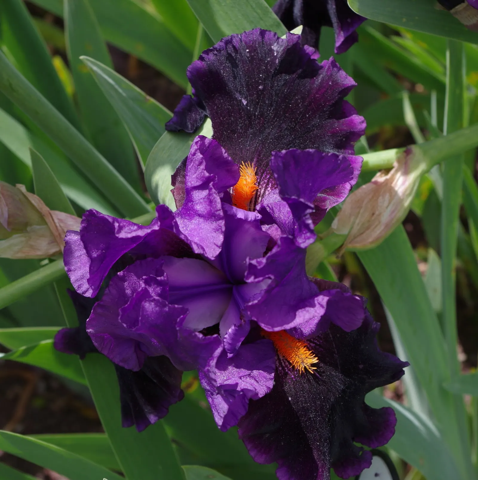 Bearded Iris (Iris X Germanica Hybrids) — scientifically known as Iris x germanica Hybrids