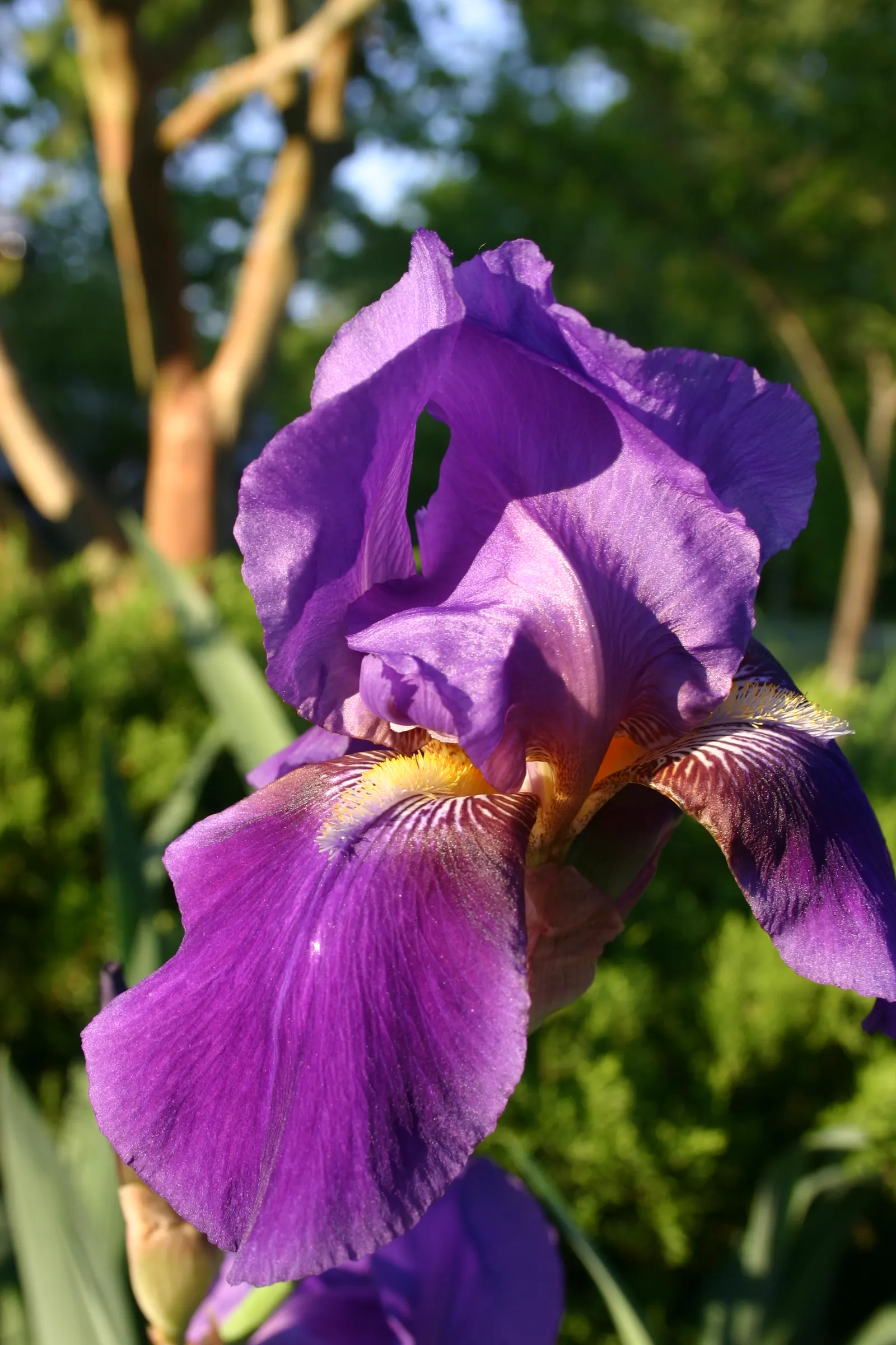Bearded Iris (Iris X Germanica Hybrids) — perennial with yellow blooms; growing to heights of roughly 18 to 36 inches with a spread up to 24 inches