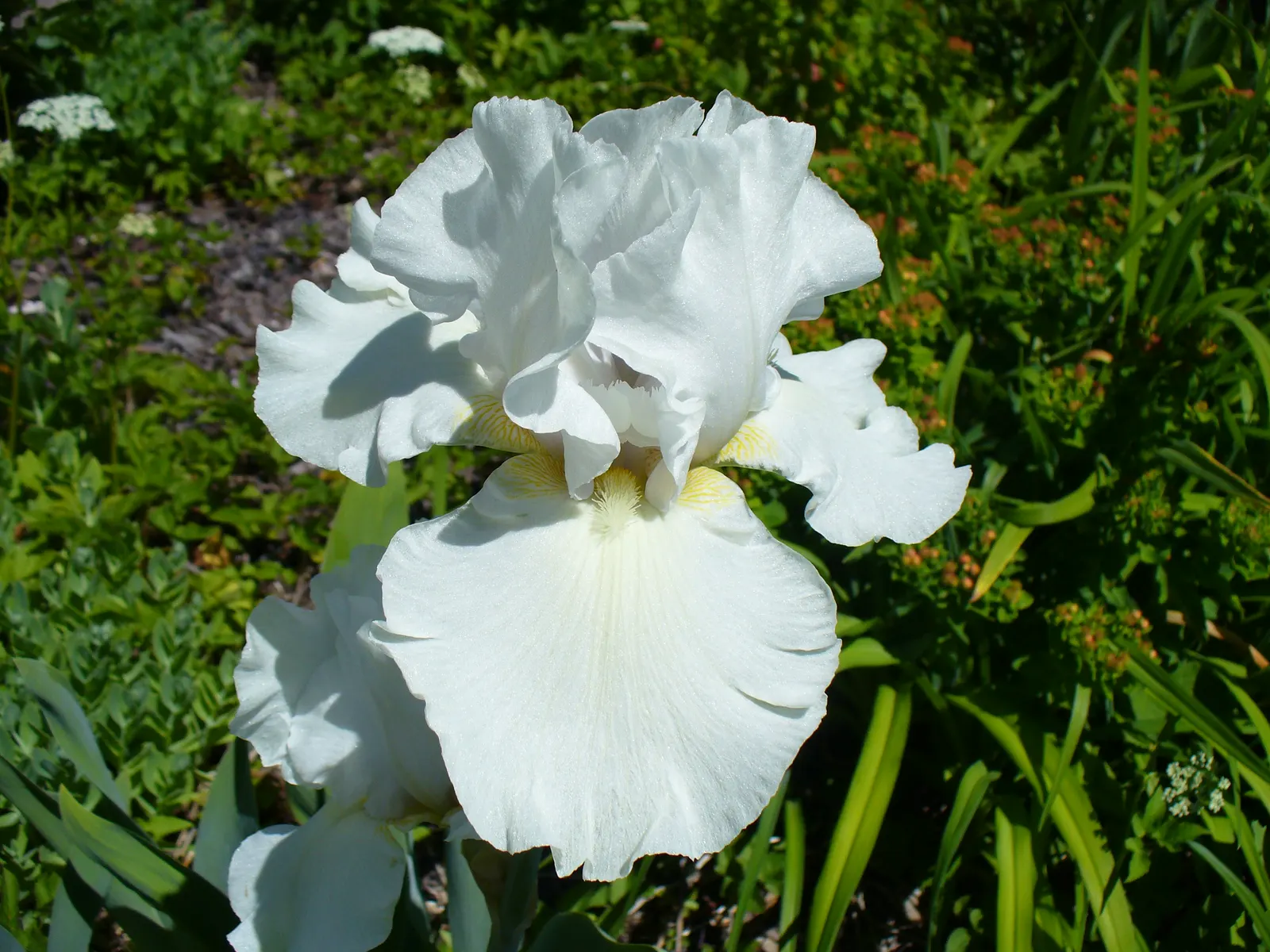 Bearded Iris (Iris X Germanica Hybrids) — perennial with yellow blooms; growing to heights of roughly 18 to 36 inches with a spread up to 24 inches, image 137