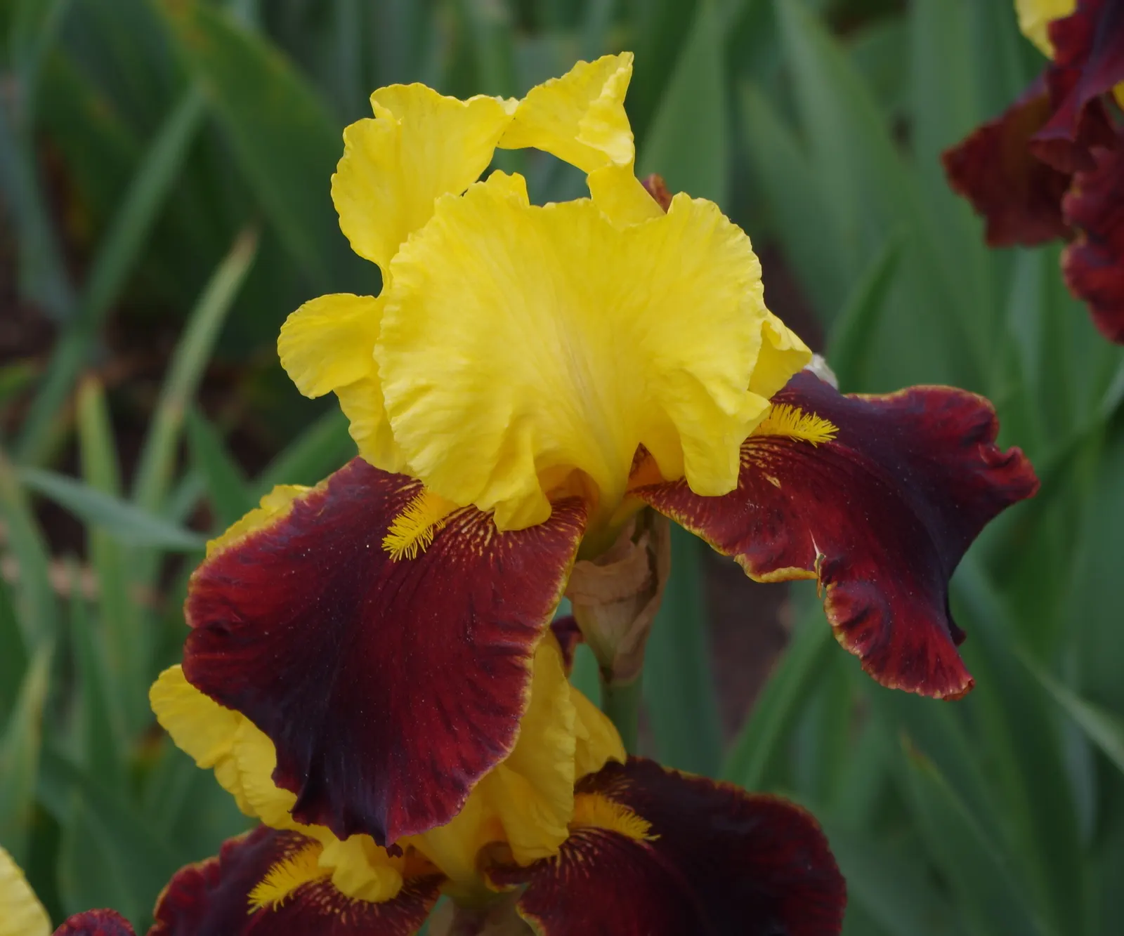 Bearded Iris (Iris X Germanica Hybrids) — although consistent moisture is important during the blooming season; they bloom mainly in late spring to early summer