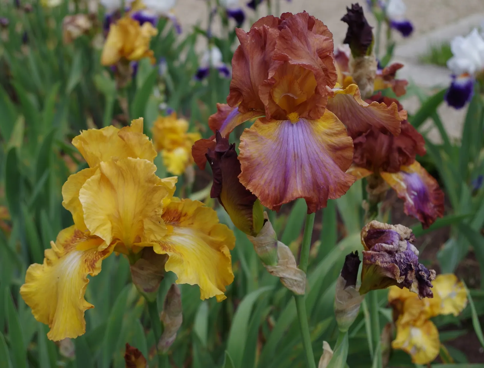 Bearded Iris (Iris X Germanica Hybrids) — they make splendid borders or accent plants; sword-like foliage and elaborate, image 129