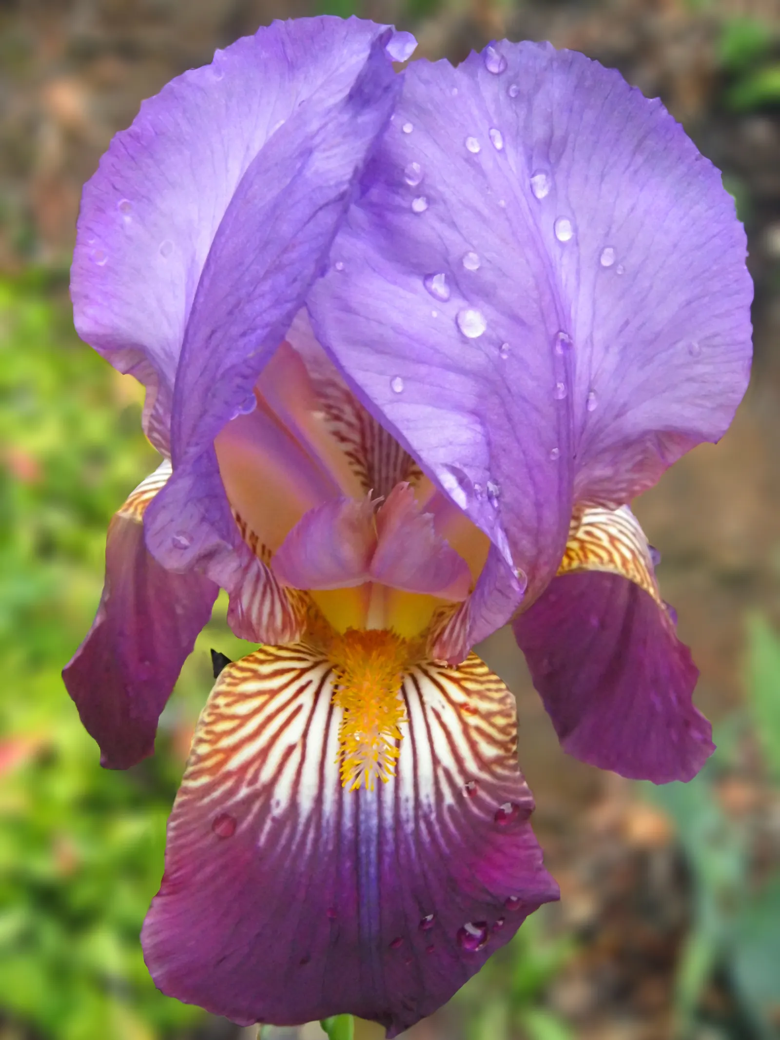 Bearded Iris (Iris X Germanica Hybrids) — perennial with yellow blooms; growing to heights of roughly 18 to 36 inches with a spread up to 24 inches, image 160