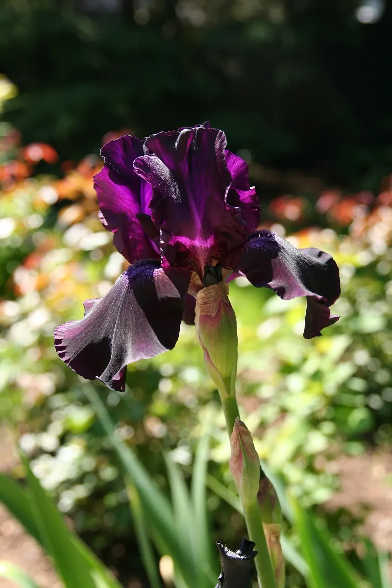 Bearded Iris (Iris X Germanica Hybrids) — known as "rebloomers."<br><br>When integrating into a landscape design; <br><br>Bearded Irises are also, image 134