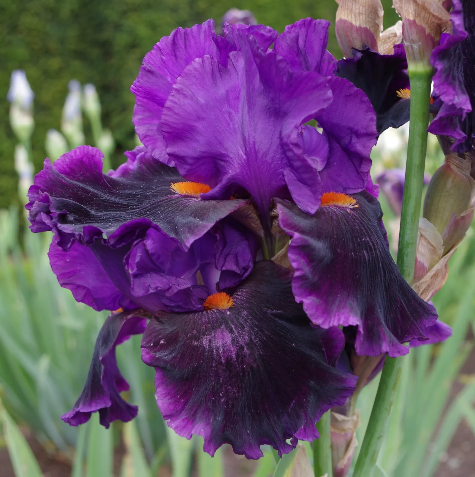 Bearded Iris (Iris X Germanica Hybrids) — perennial for full or half; bearded Irises are an outstanding addition to a garden where form and, image 138
