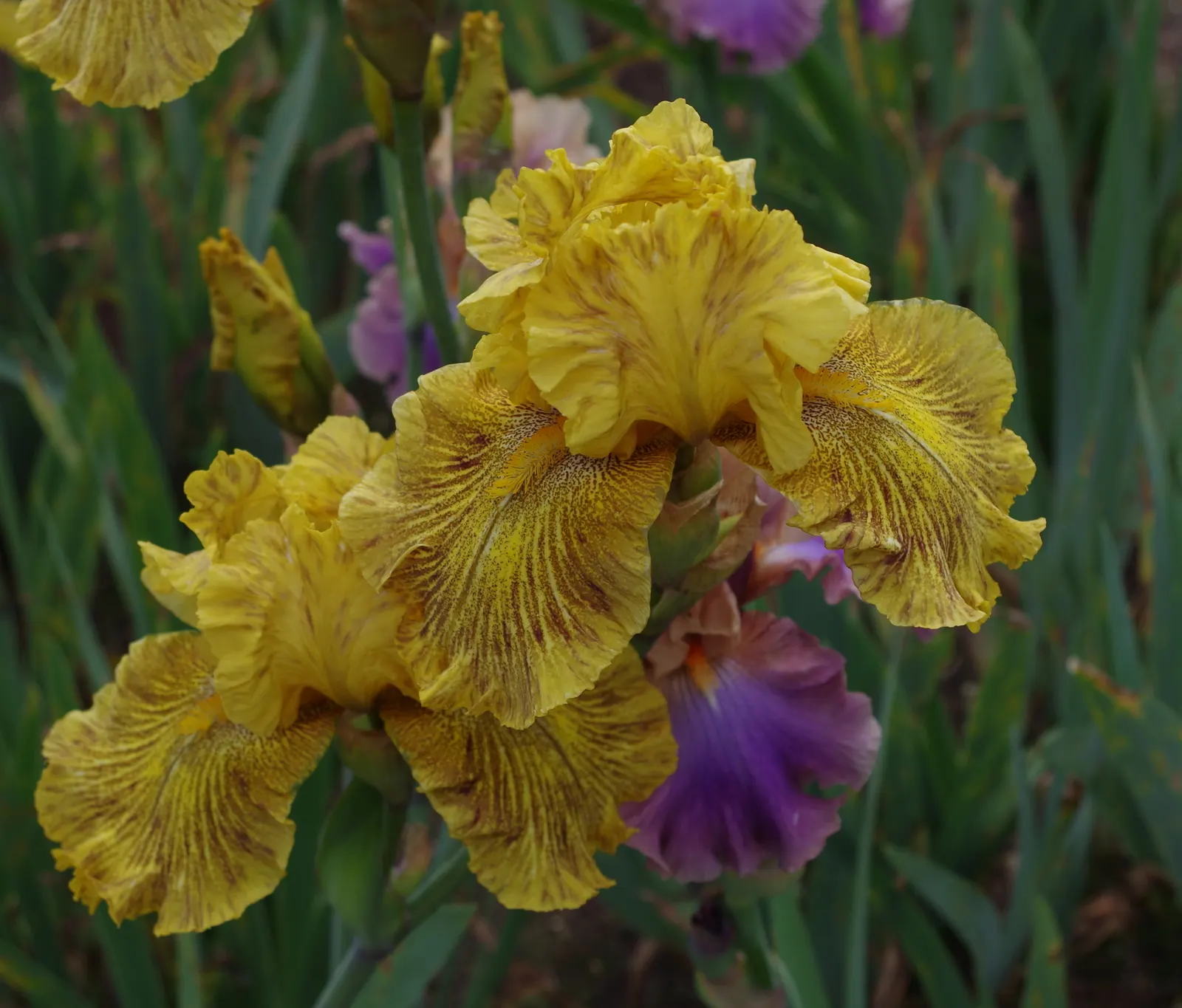 Bearded Iris (Iris X Germanica Hybrids) — They prefer a well-draining soil, ideally with a neutral to slightly acidic pH, image 127