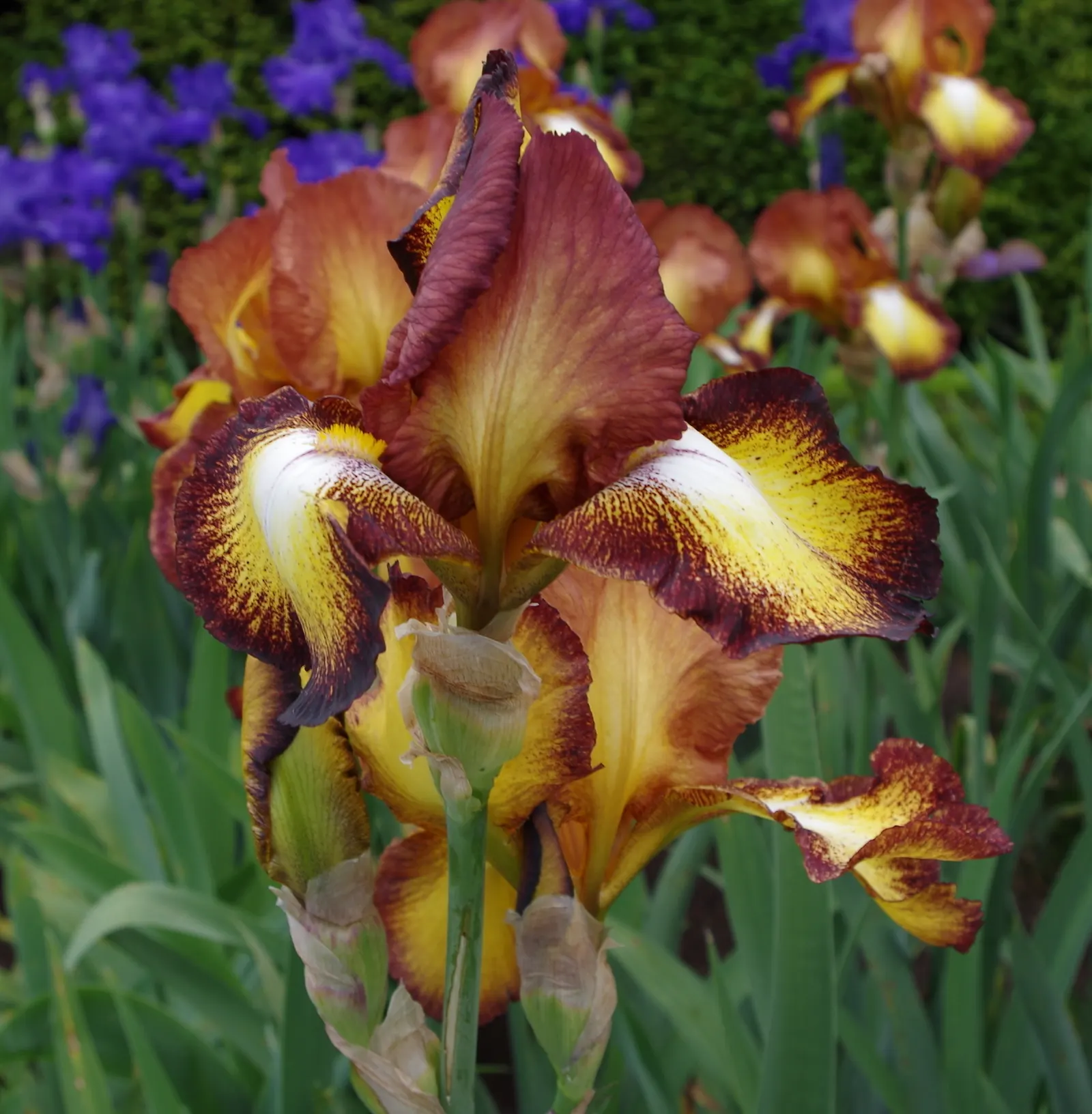 Bearded Iris (Iris X Germanica Hybrids) — scientifically known as Iris x germanica Hybrids; zones 3-9 are ideal for cultivation, image 77