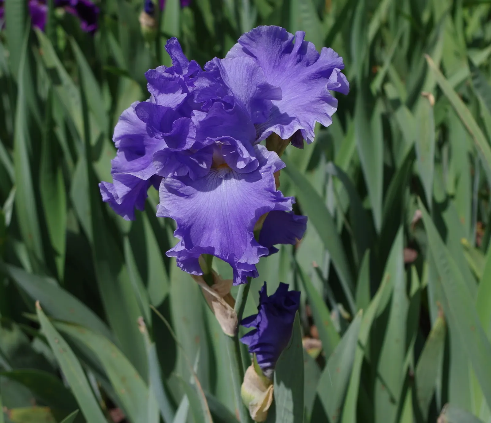 Bearded Iris (Iris X Germanica Hybrids) — Blooming in late spring, they provide a stunning focal point; although consistent moisture is important, image 190