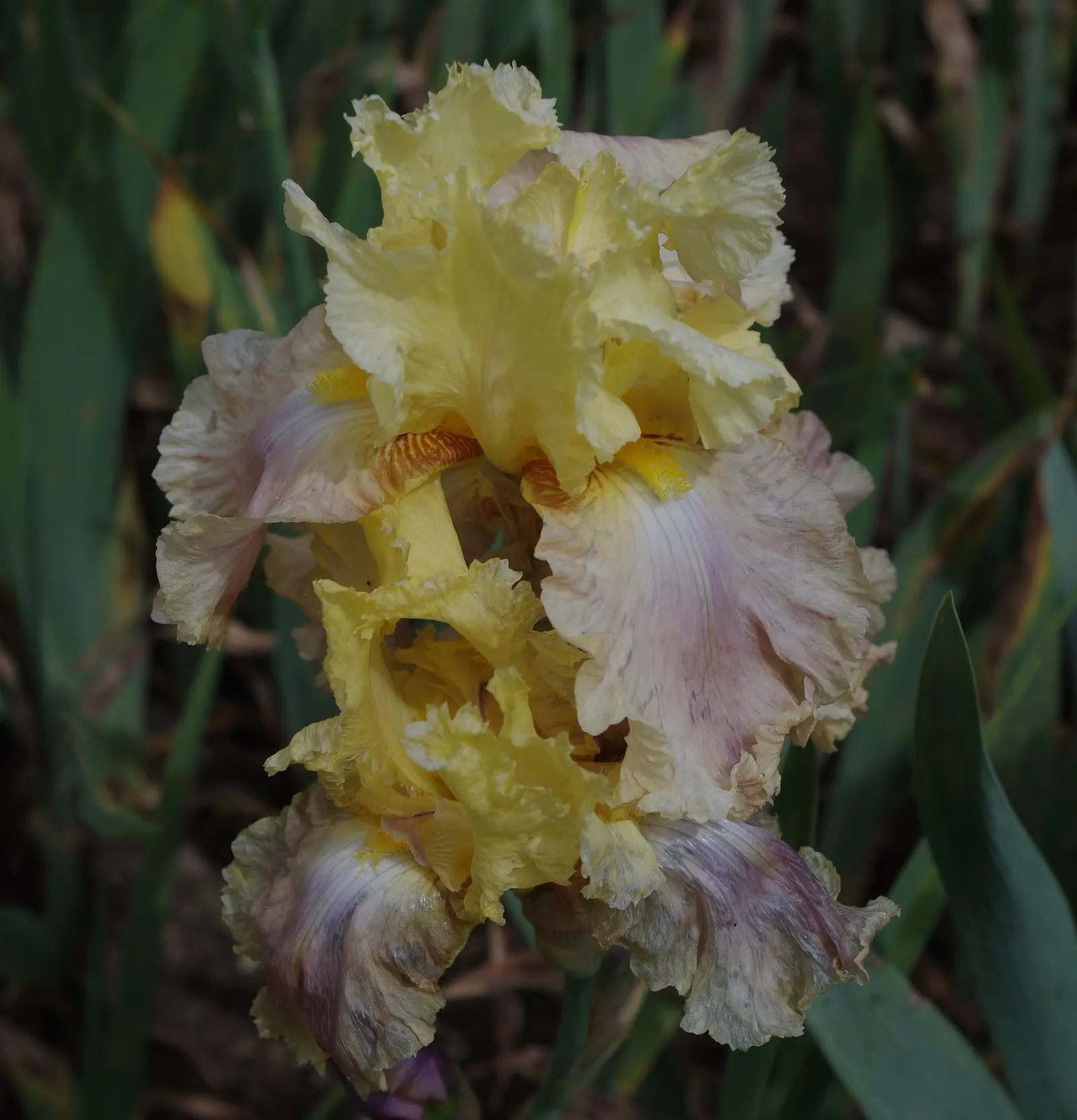 Bearded Iris (Iris X Germanica Hybrids) — Zones 3-9 are ideal for cultivation; perennial for full or half, image 76