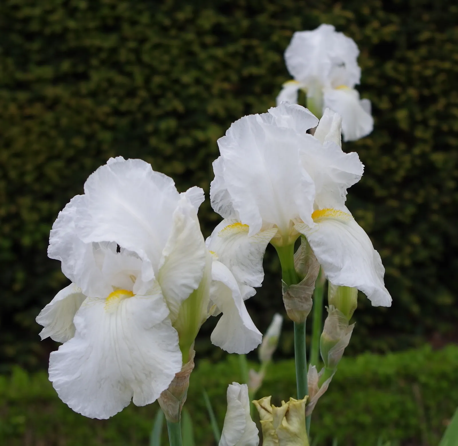 Bearded Iris (Iris X Germanica Hybrids) — They prefer a well-draining soil, ideally with a neutral to slightly acidic pH, image 58