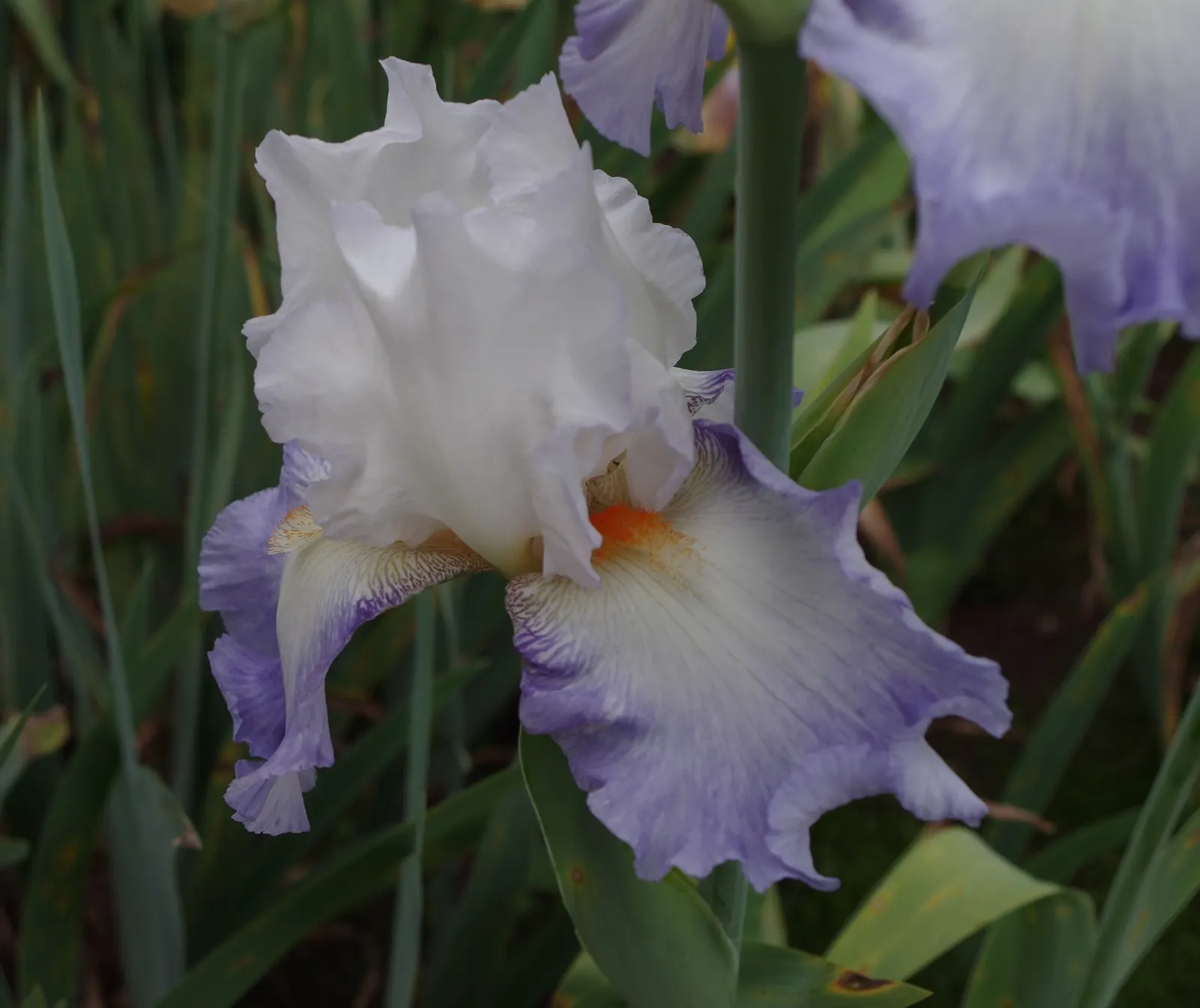 Bearded Iris (Iris X Germanica Hybrids) — although consistent moisture is important during the blooming season; they bloom mainly in late spring to, image 108