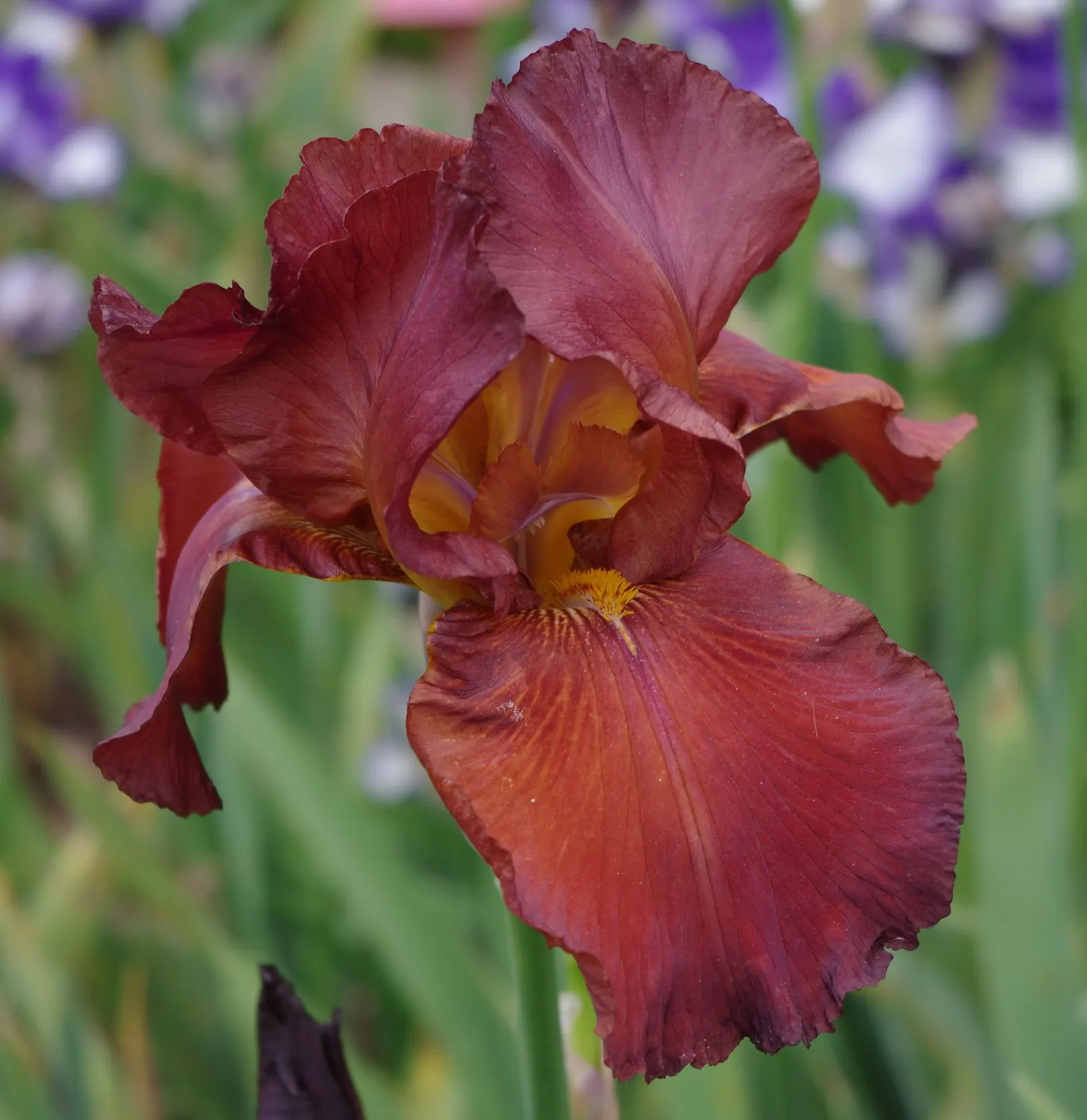Bearded Iris (Iris X Germanica Hybrids) — perennial with yellow blooms