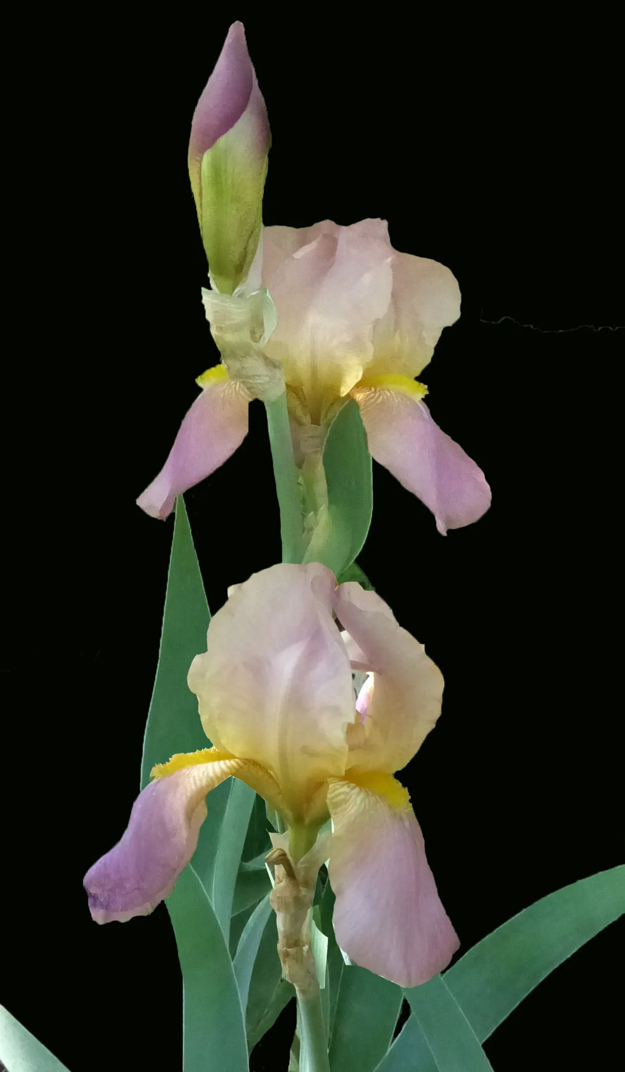 Bearded Iris (Iris X Germanica Hybrids) — ruffled flowers that span up to 6 inches across; this perennial features lush, image 96
