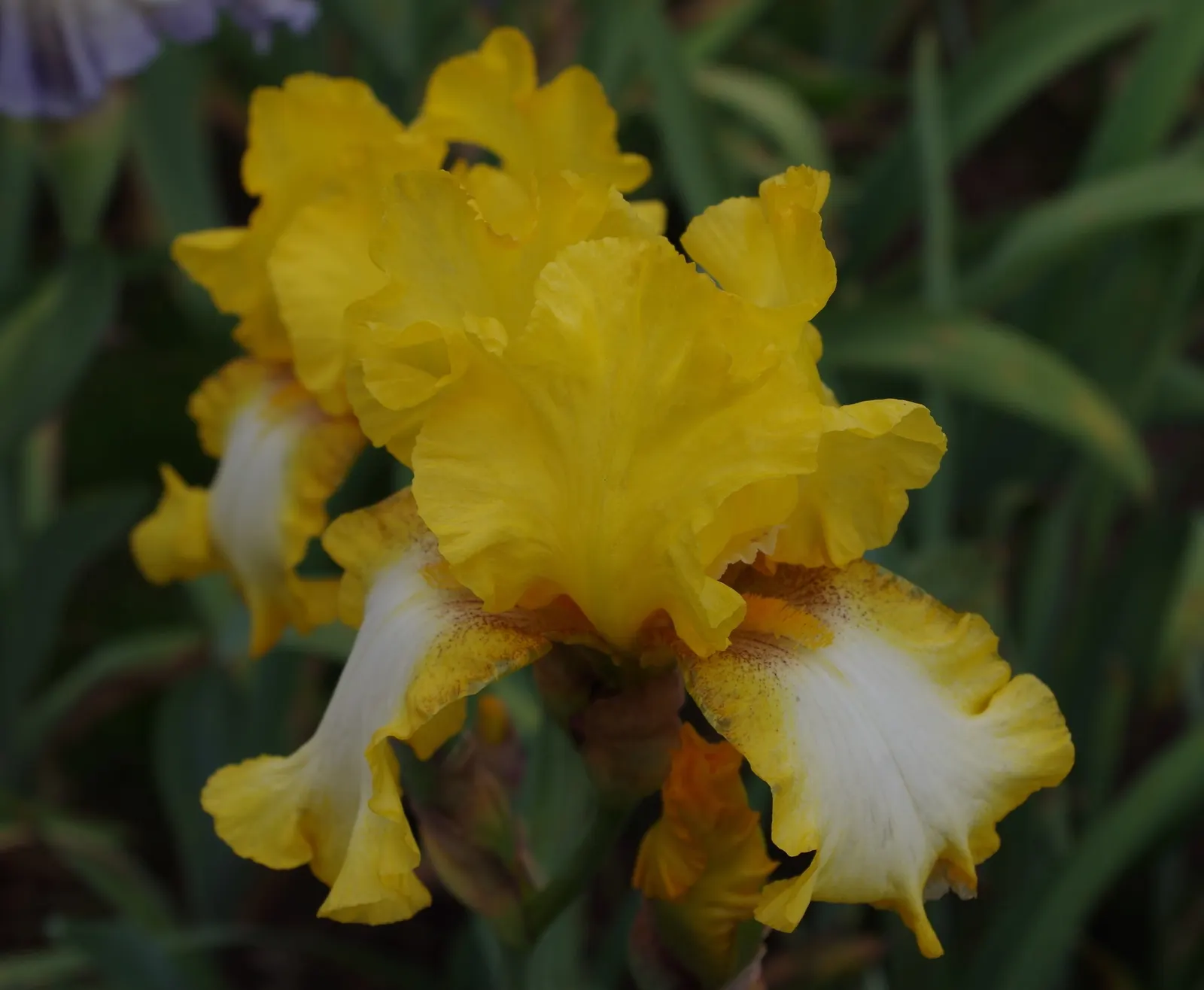Bearded Iris (Iris X Germanica Hybrids) — They prefer a well-draining soil, ideally with a neutral to slightly acidic pH, image 150
