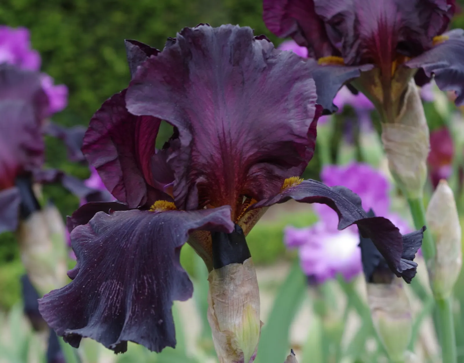 Bearded Iris (Iris X Germanica Hybrids) — they make splendid borders or accent plants; sword-like foliage and elaborate, image 198