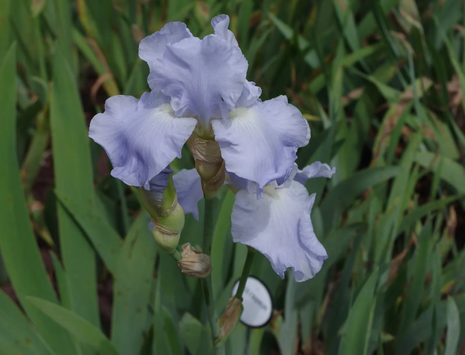 Bearded Iris (Iris X Germanica Hybrids) — Bearded Iris (Iris x germanica Hybrids) graces gardens with its striking blooms atop 18-36 inch tall, image 185