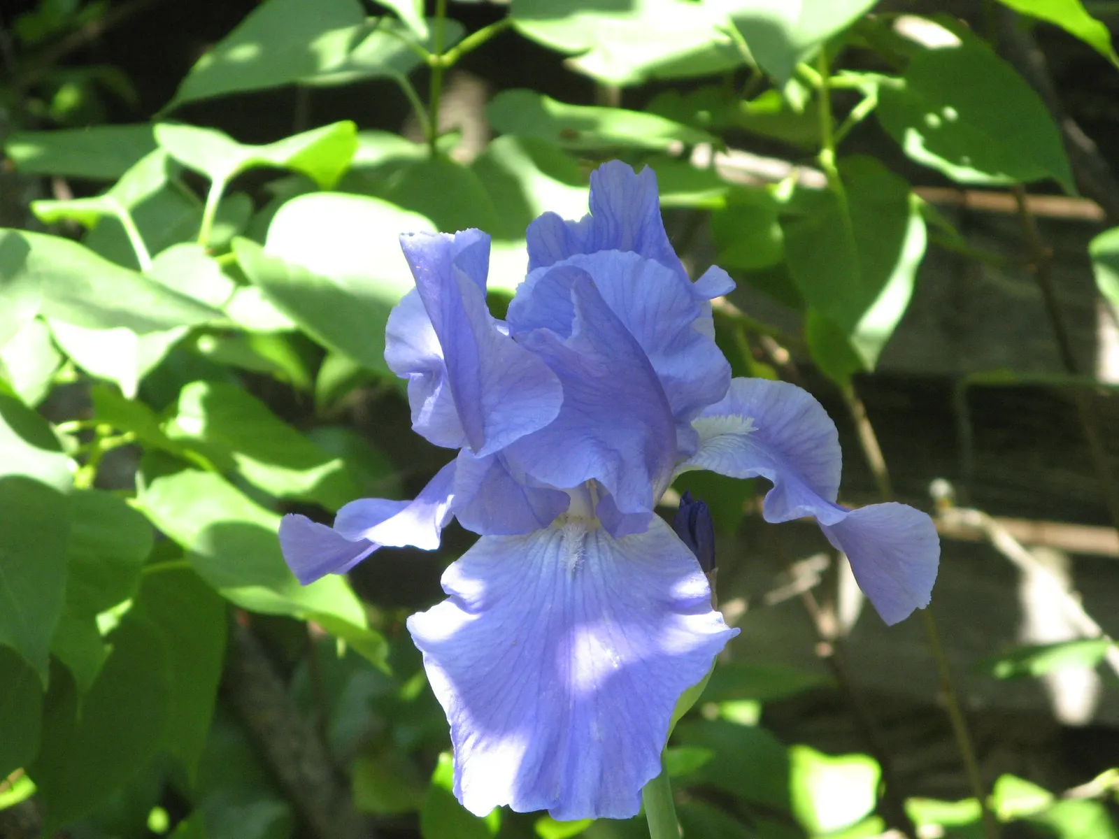 Bearded Iris (Iris X Germanica Hybrids) — ruffled flowers that span up to 6 inches across; this perennial features lush, image 73