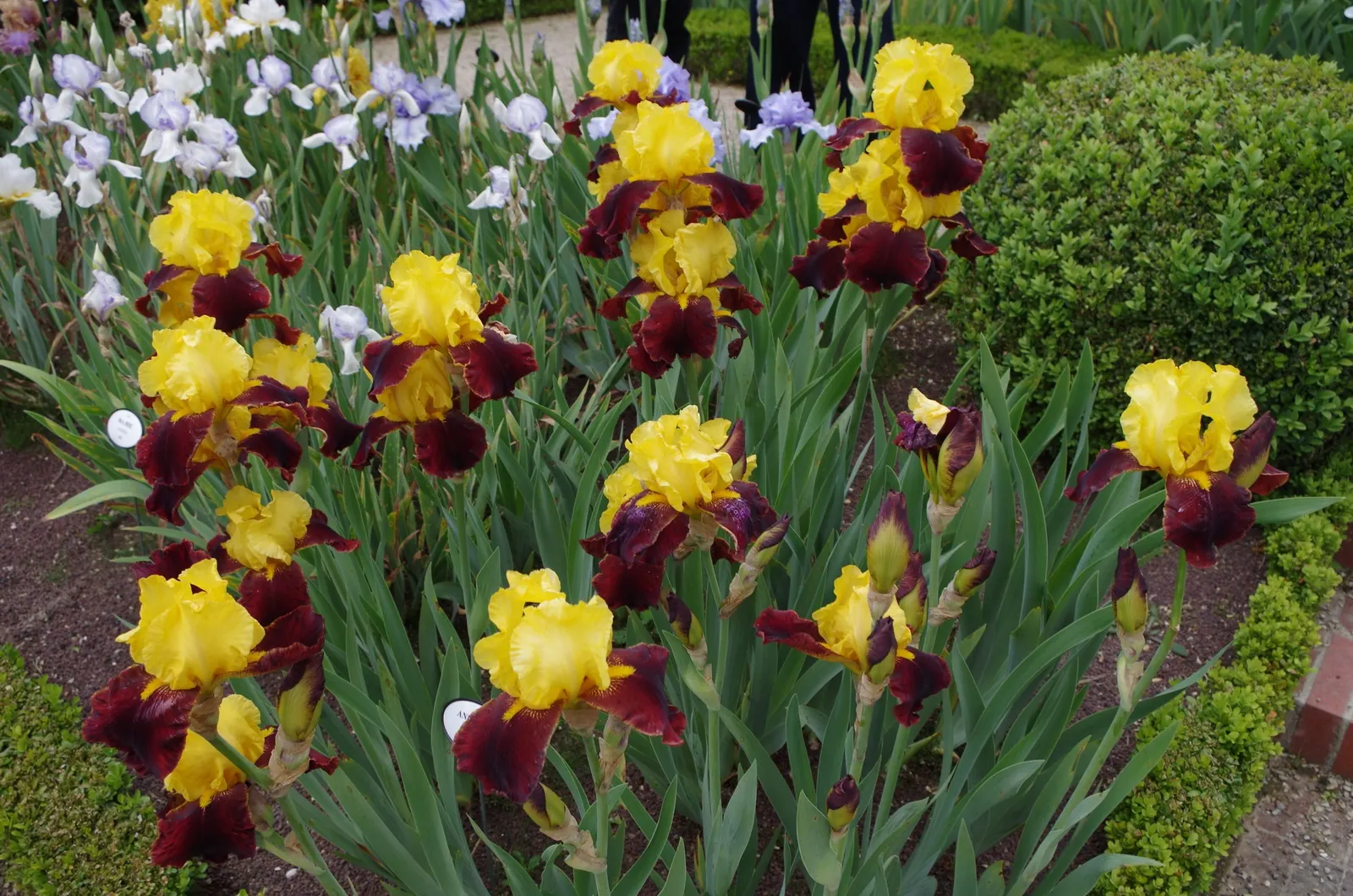Bearded Iris (Iris X Germanica Hybrids) — Growing to heights of roughly 18 to 36 inches with a spread up to 24 inches; known as, image 197
