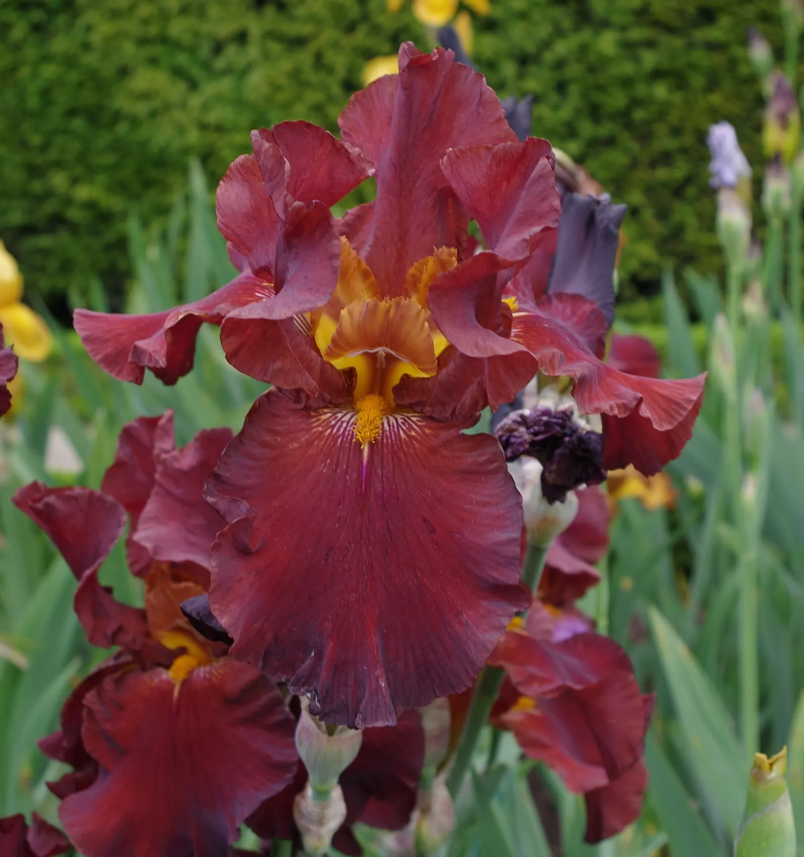 Bearded Iris (Iris X Germanica Hybrids) — <br><br>Bearded Irises are also relatively drought-tolerant once established; the Bearded Iris flourishes, image 153