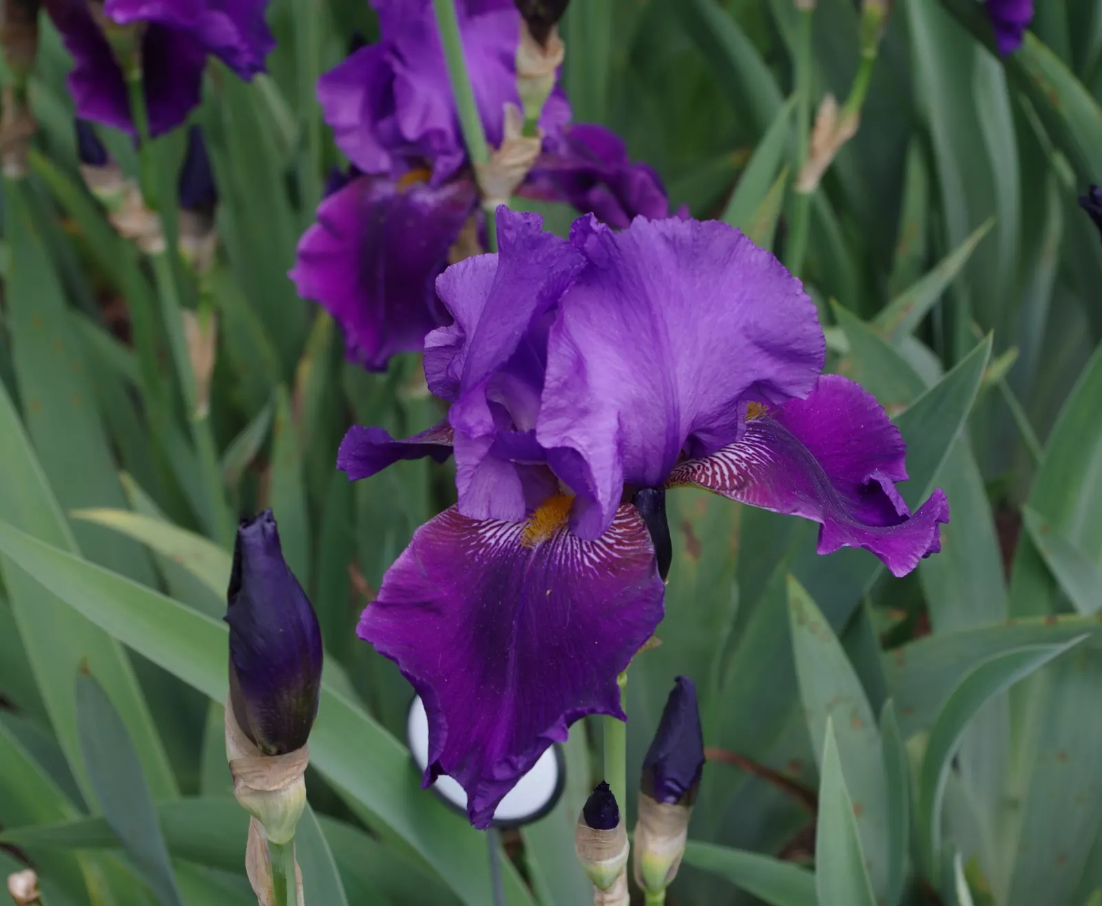 Bearded Iris (Iris X Germanica Hybrids) — perennial for full or half; bearded Irises are an outstanding addition to a garden where form and, image 161