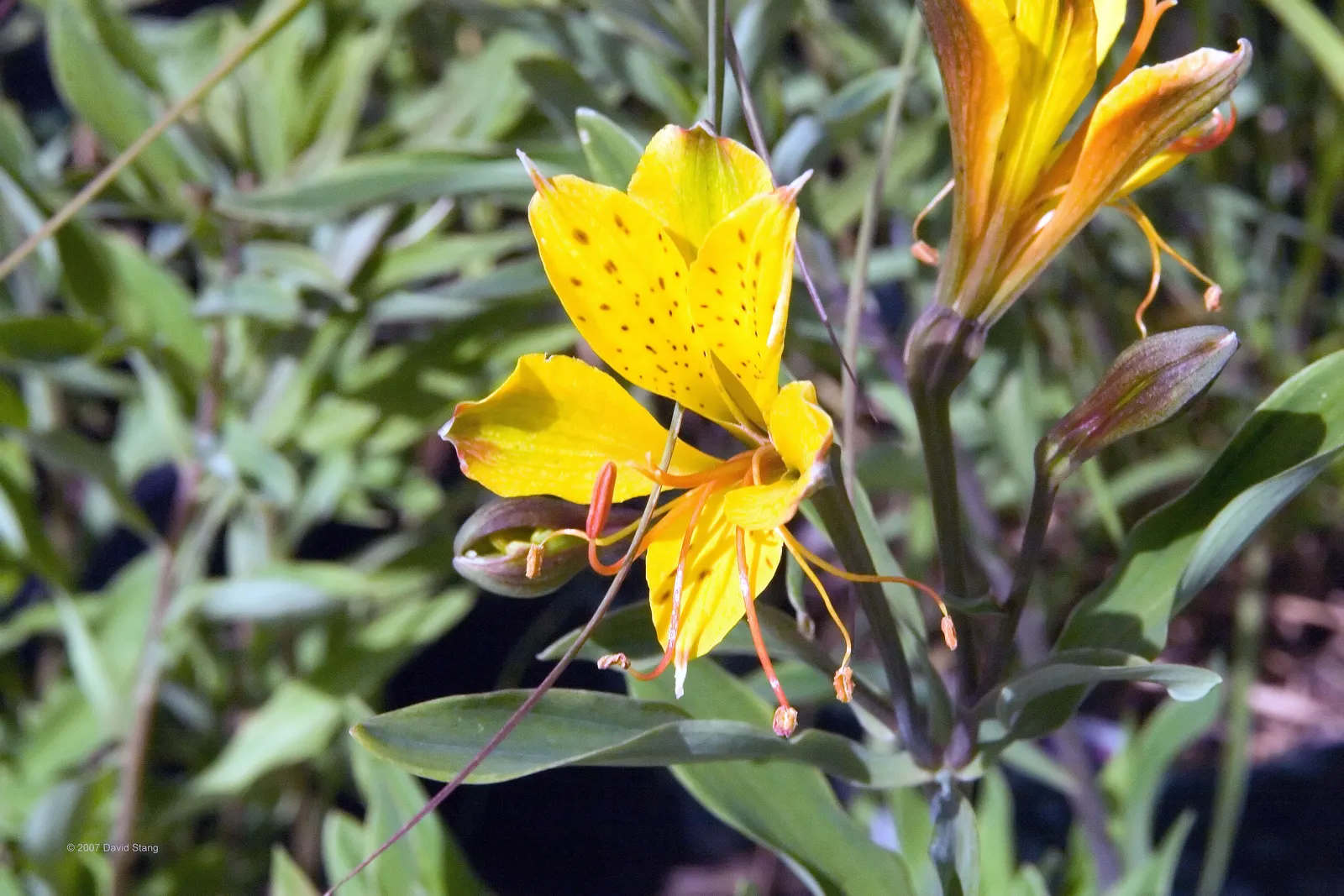 Inca Lily.Parrot Lily (Alstroemeria Psittacina) — Thriving in USDA zones 7-10, it reaches 24-36 inches in height and prefers full sun to partial shade