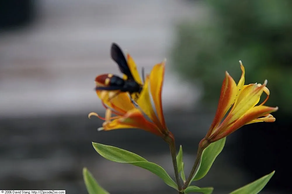 Inca Lily.Parrot Lily (Alstroemeria Psittacina) — Noteworthy for cut flowers